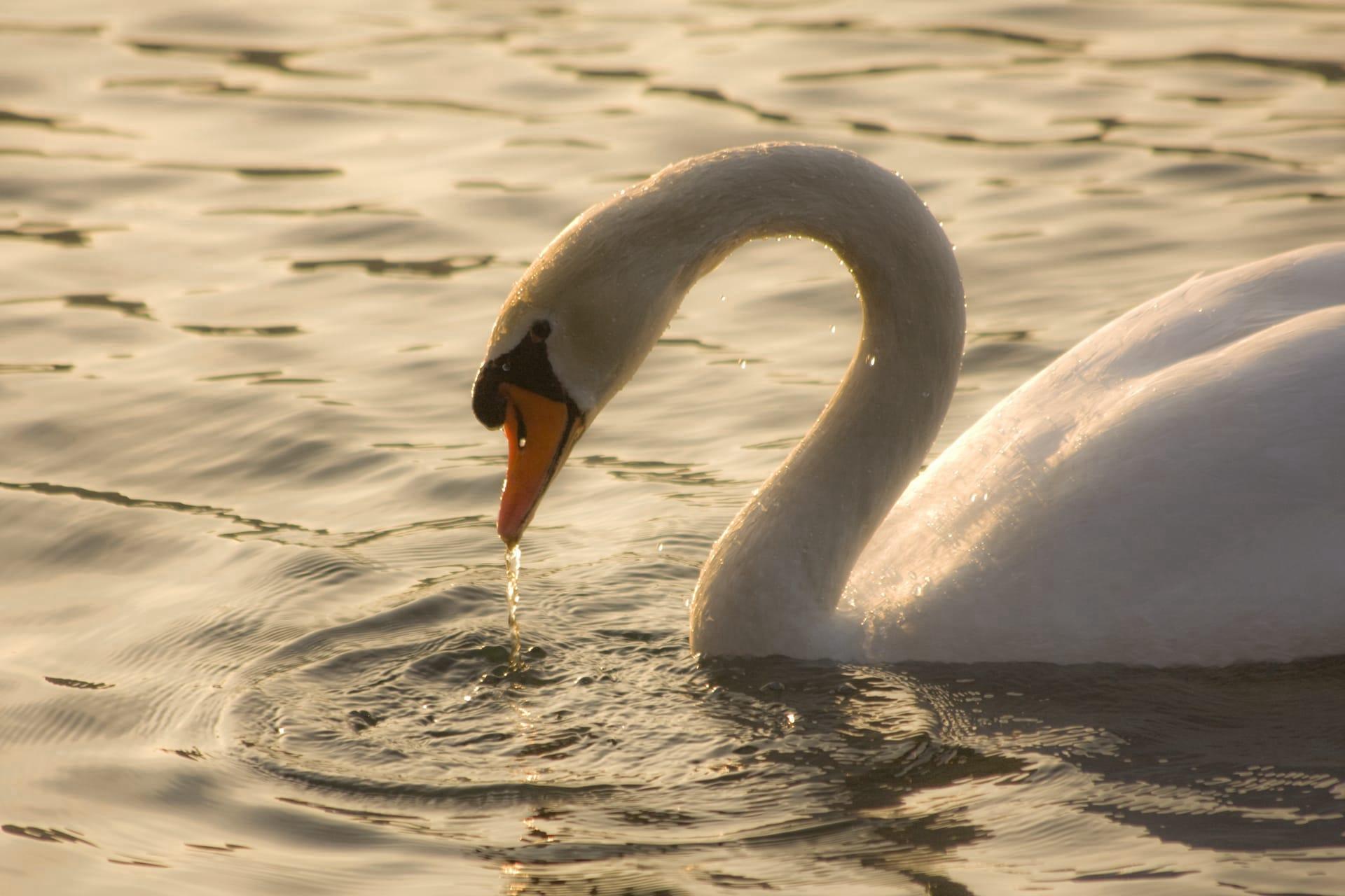 Swan pictures