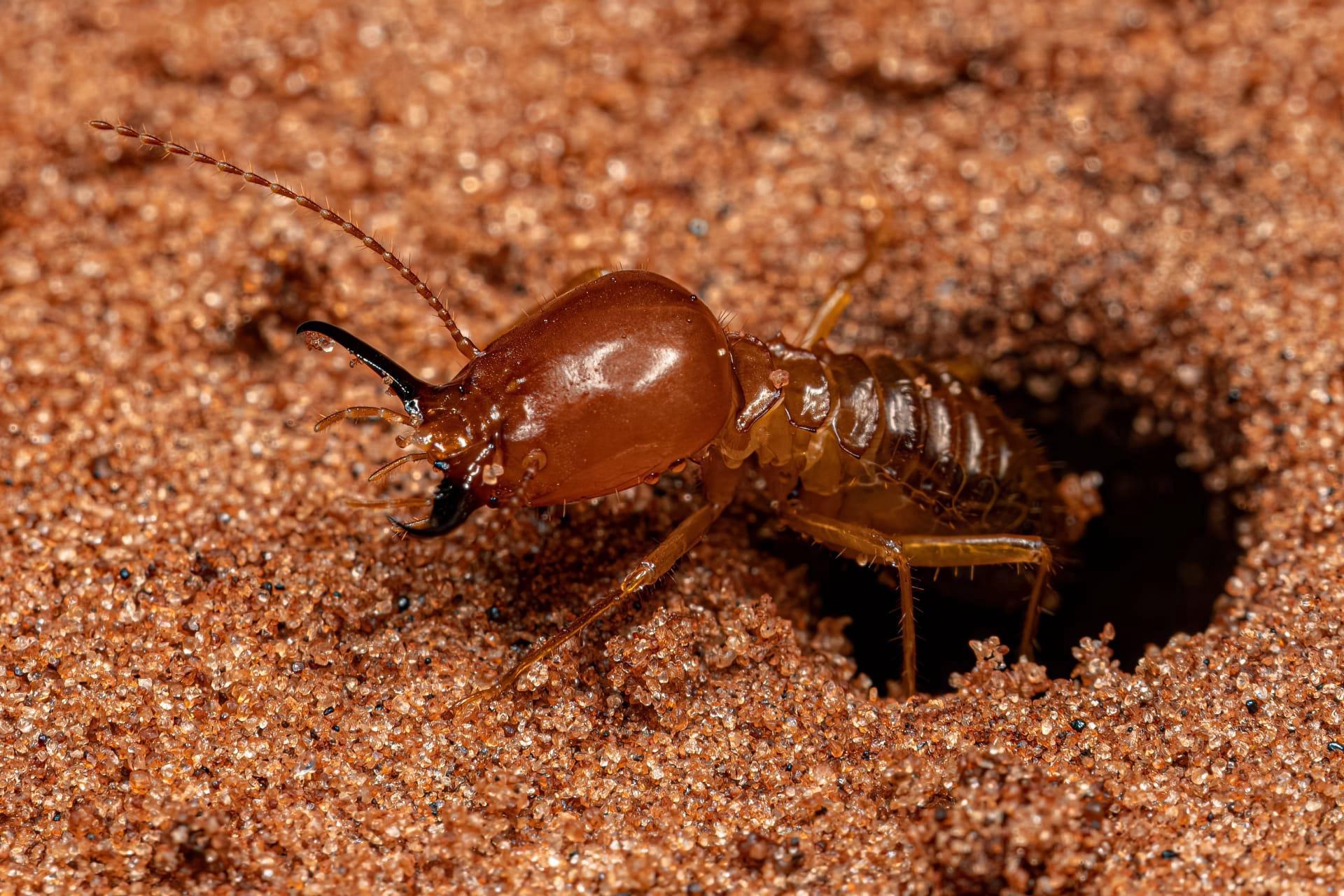Termites pictures