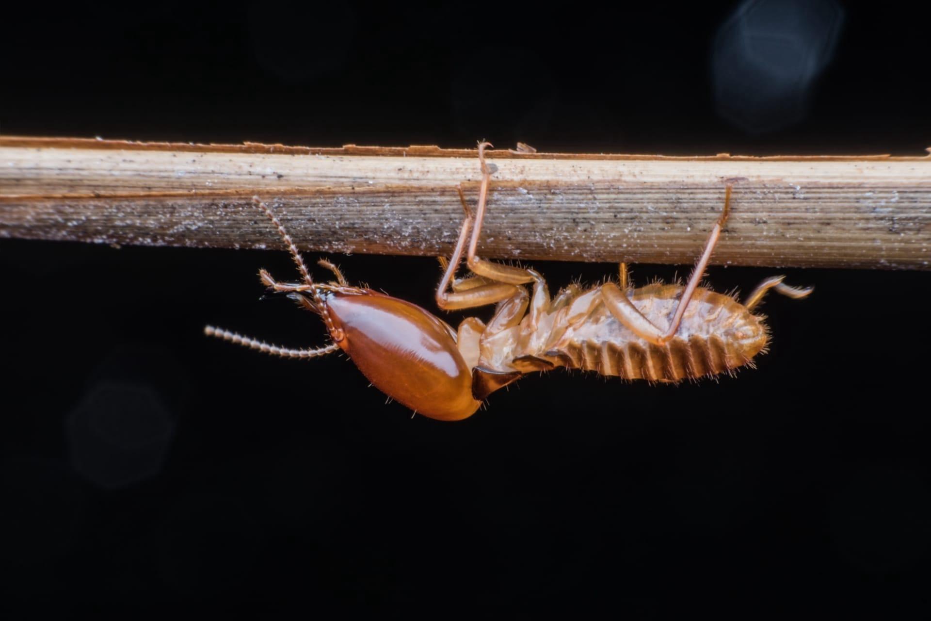 Termites pictures