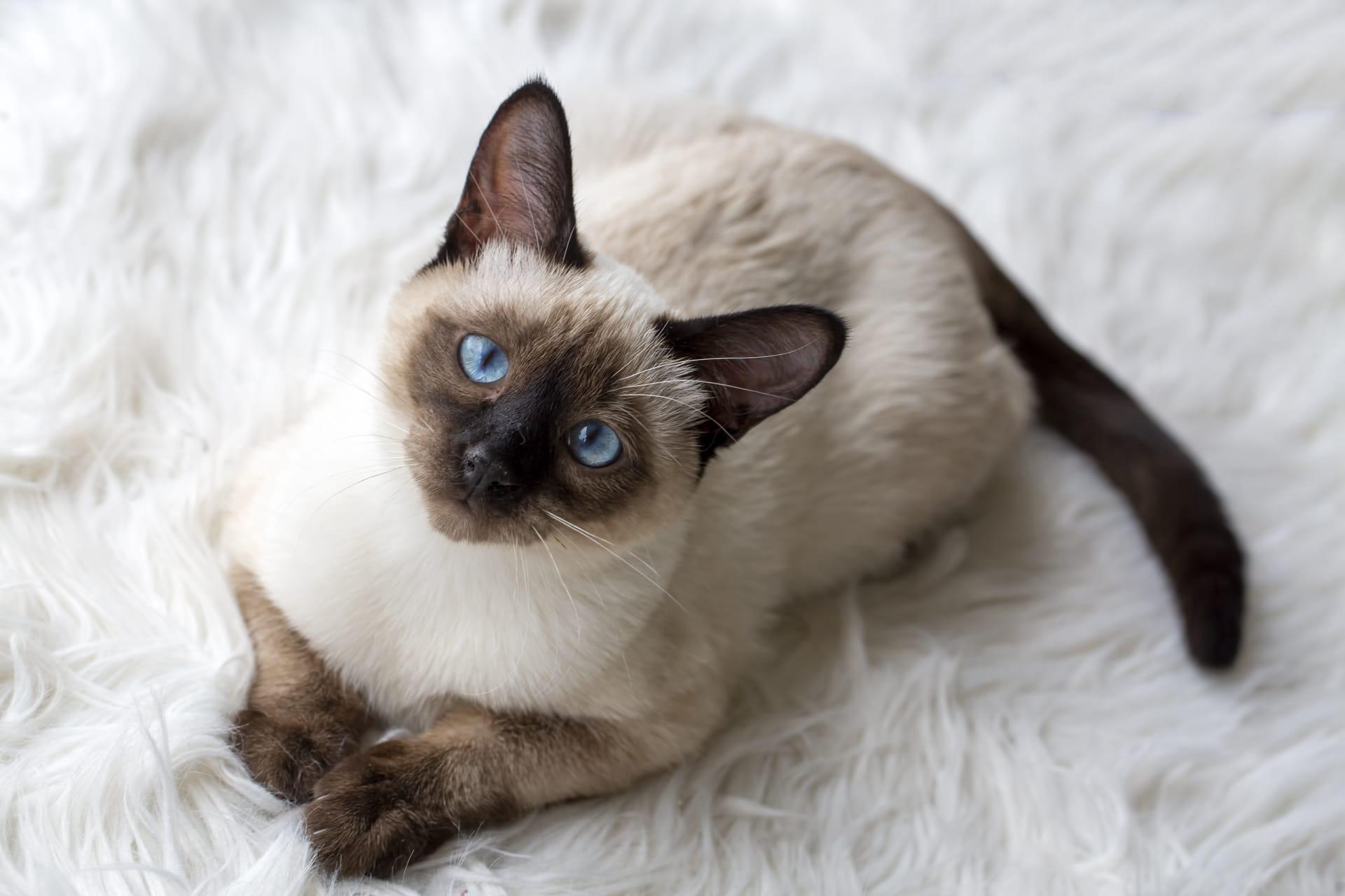 Tonkinese cat pictures