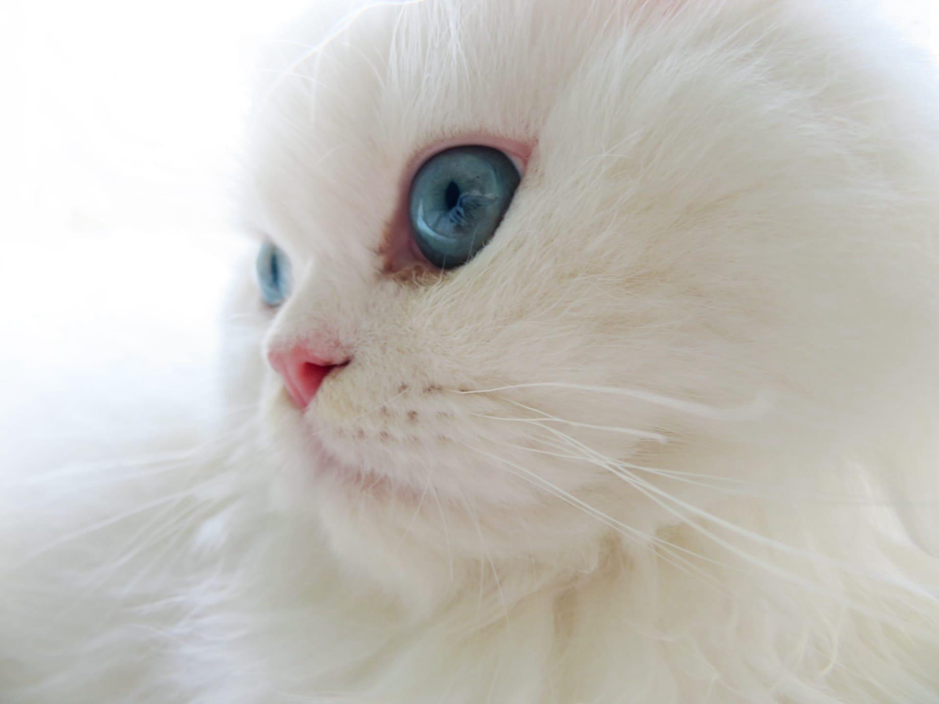 Turkish angora cat pictures