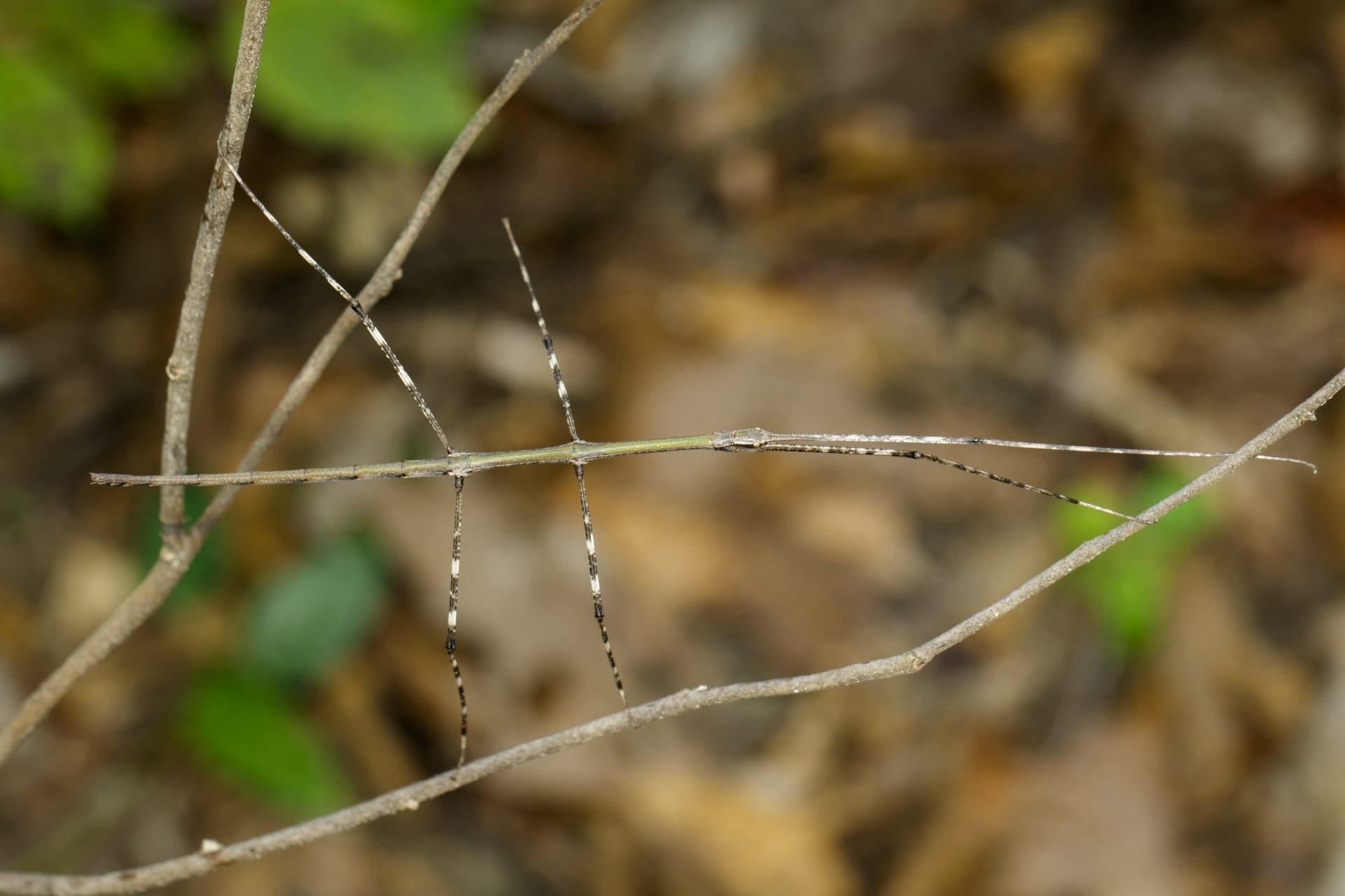 Walking stick bug pictures