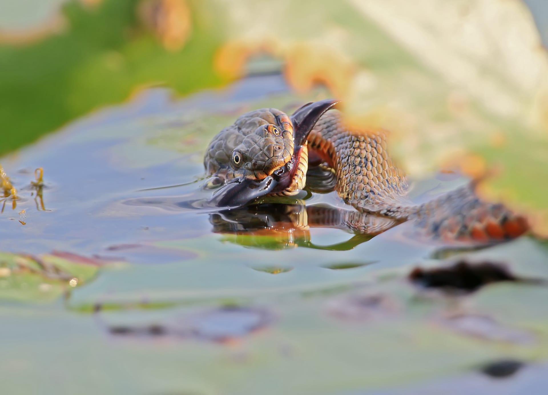 Watersnake pictures