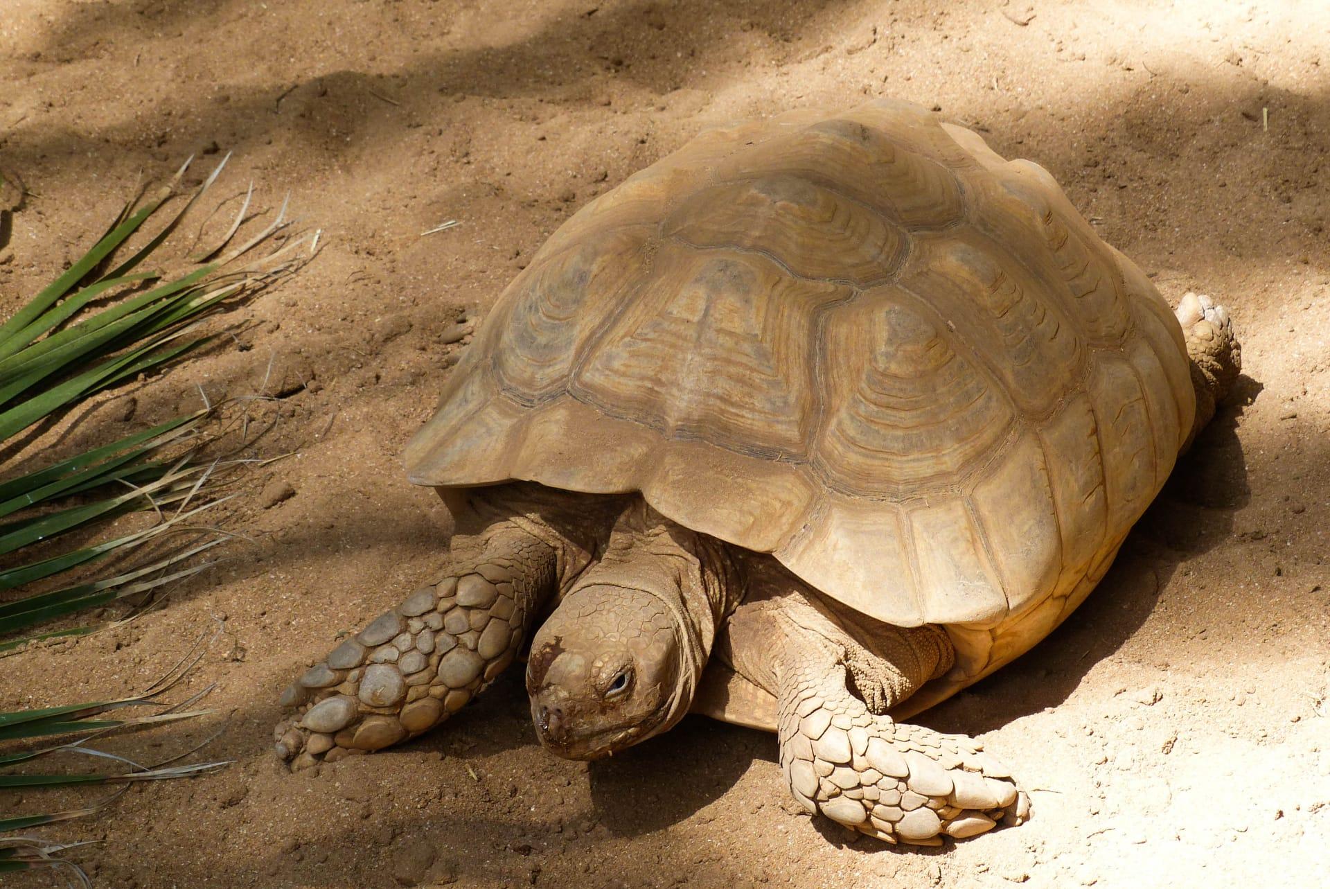 Western desert tortoise pictures