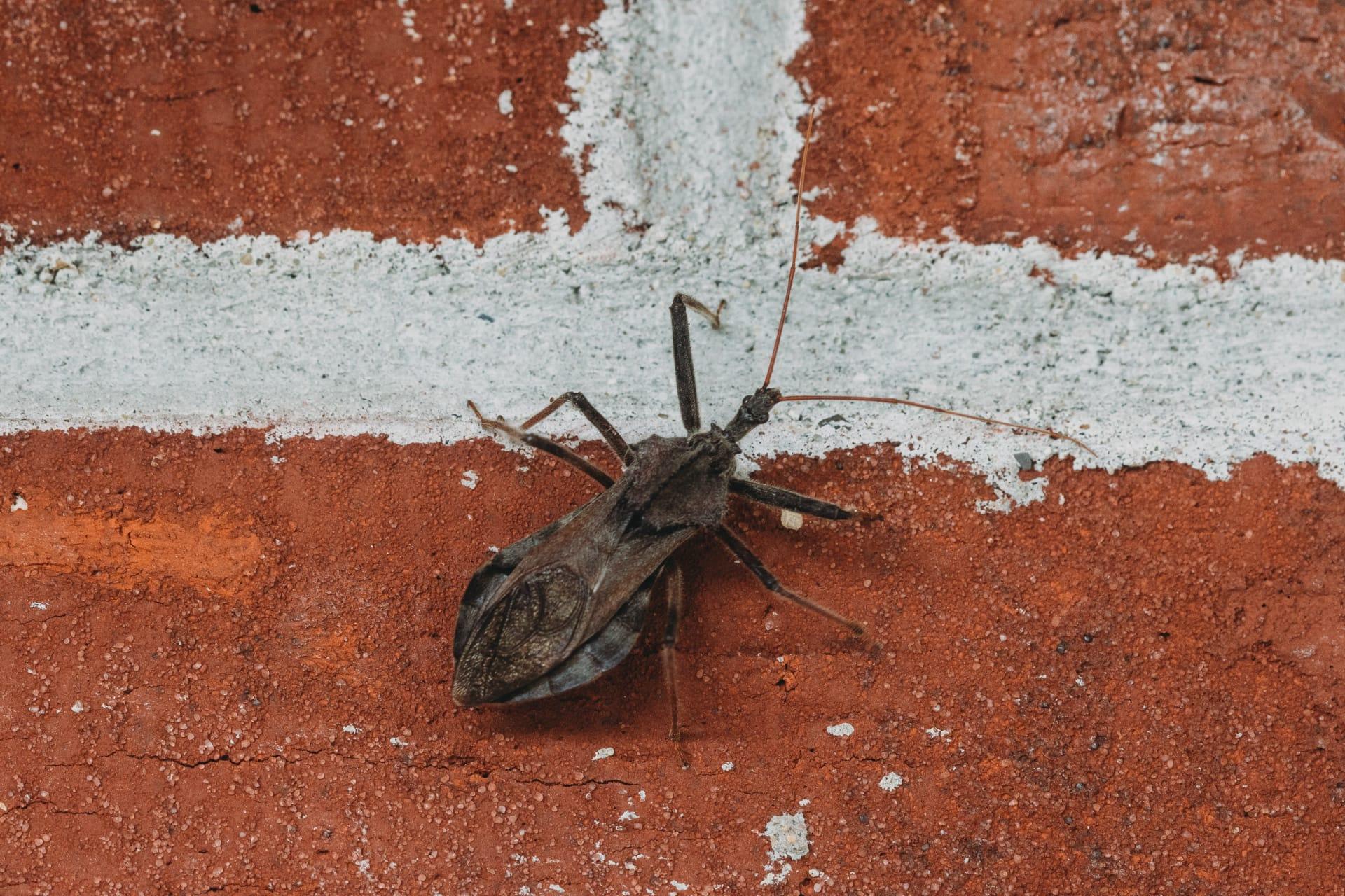 Wheel bug pictures