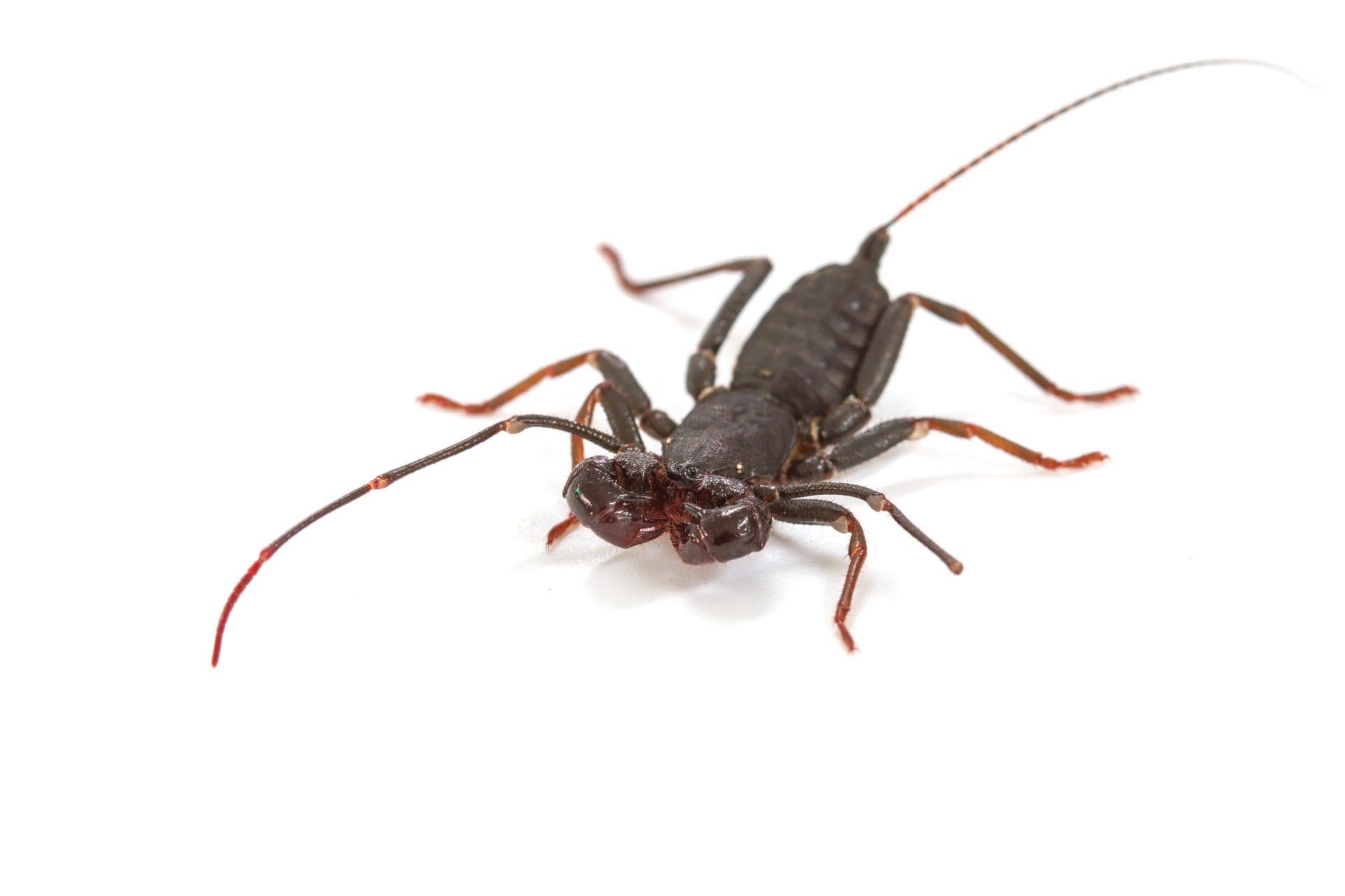 Whip scorpion pictures