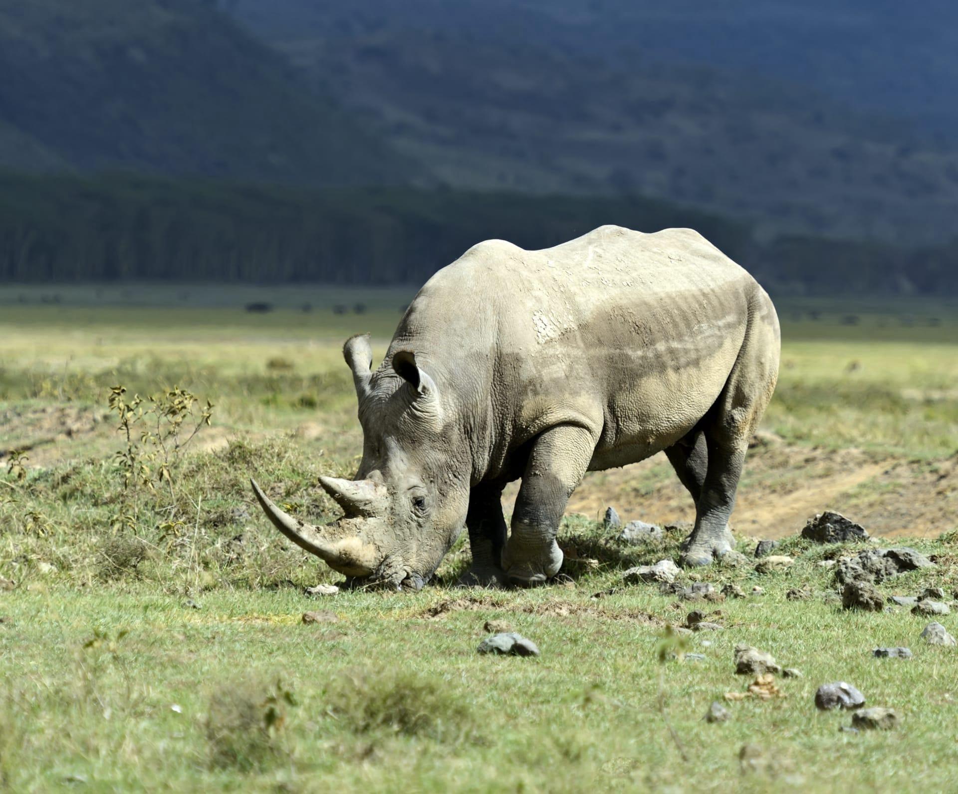 White rhinoceros pictures