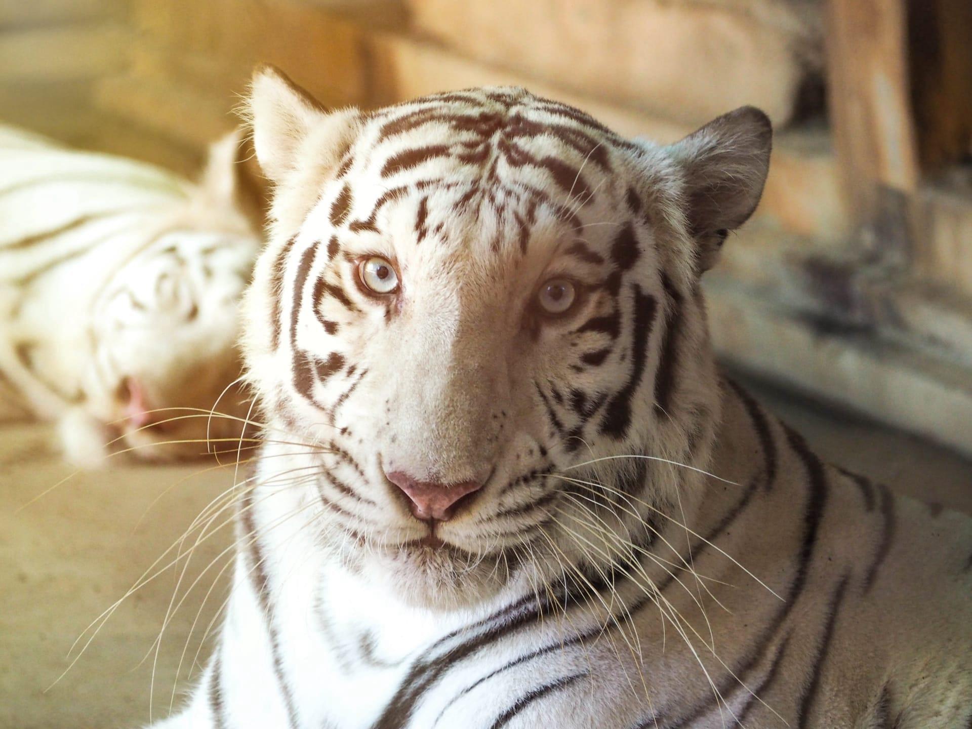 White tiger pictures
