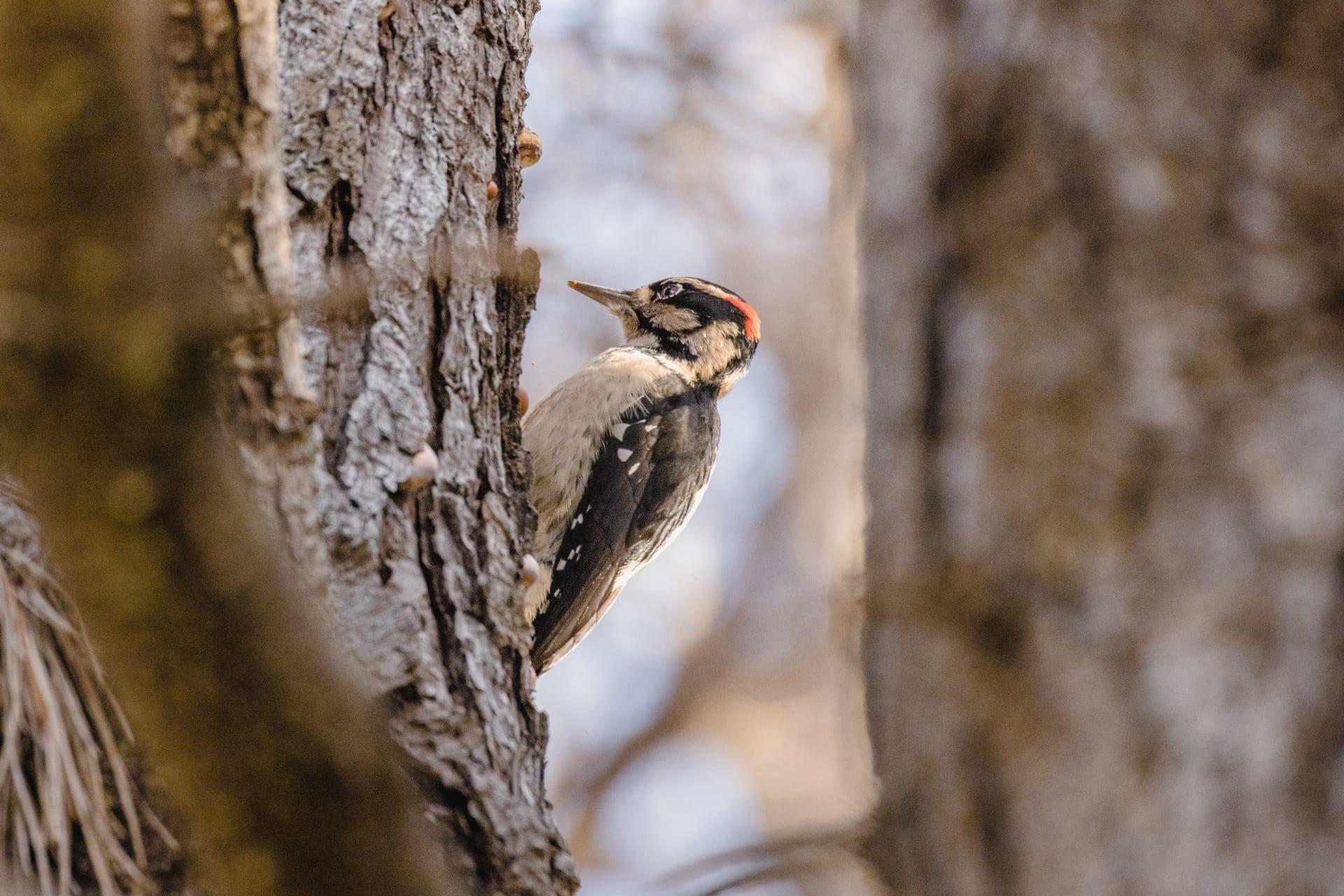 Woodpecker pictures