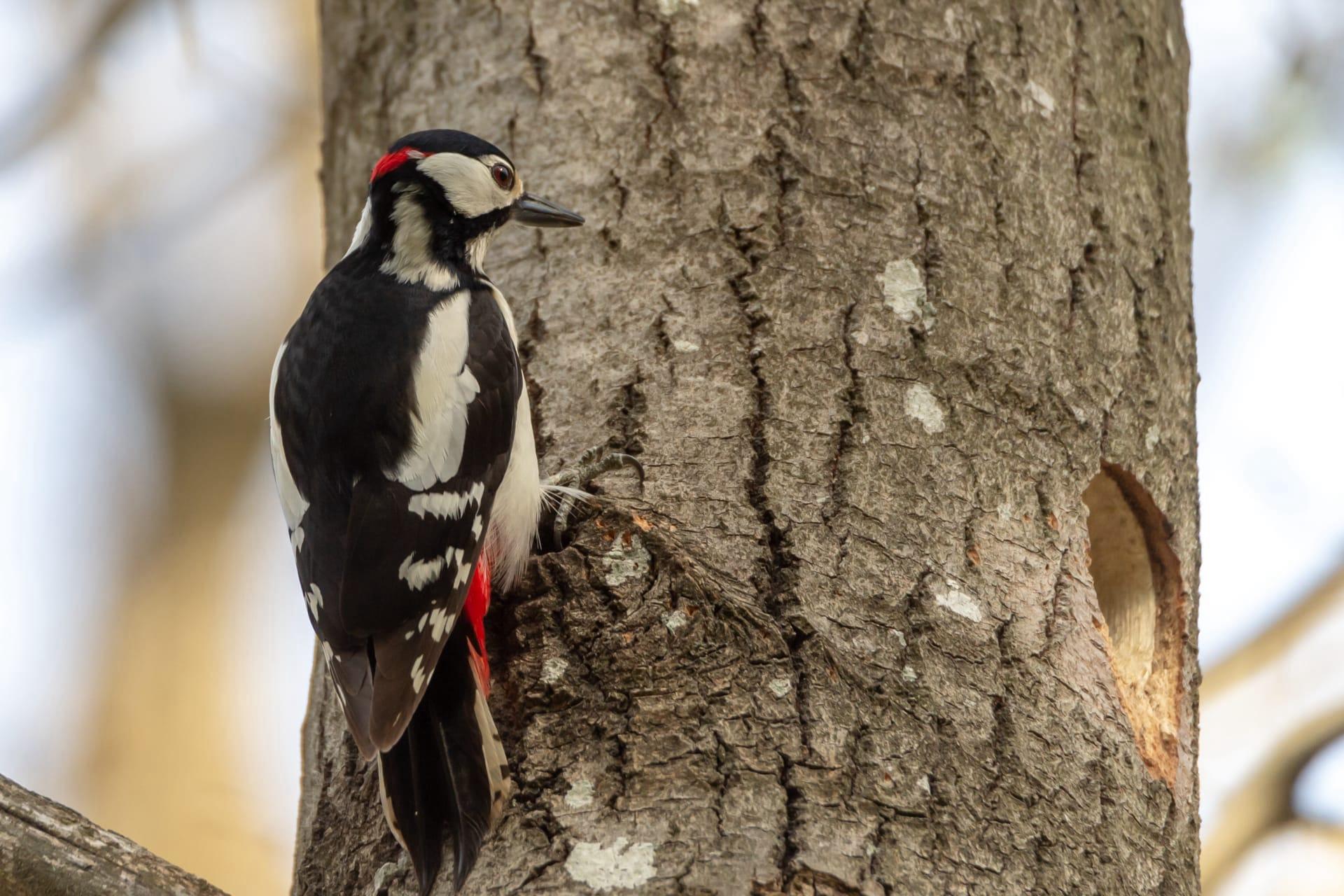 Woodpecker pictures