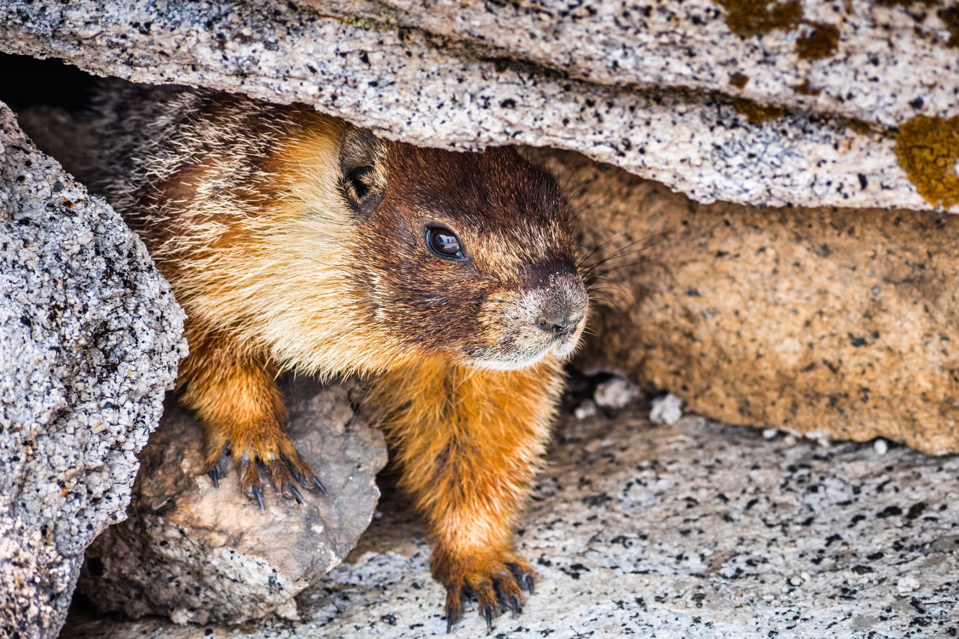Yellow bellied marmot pictures