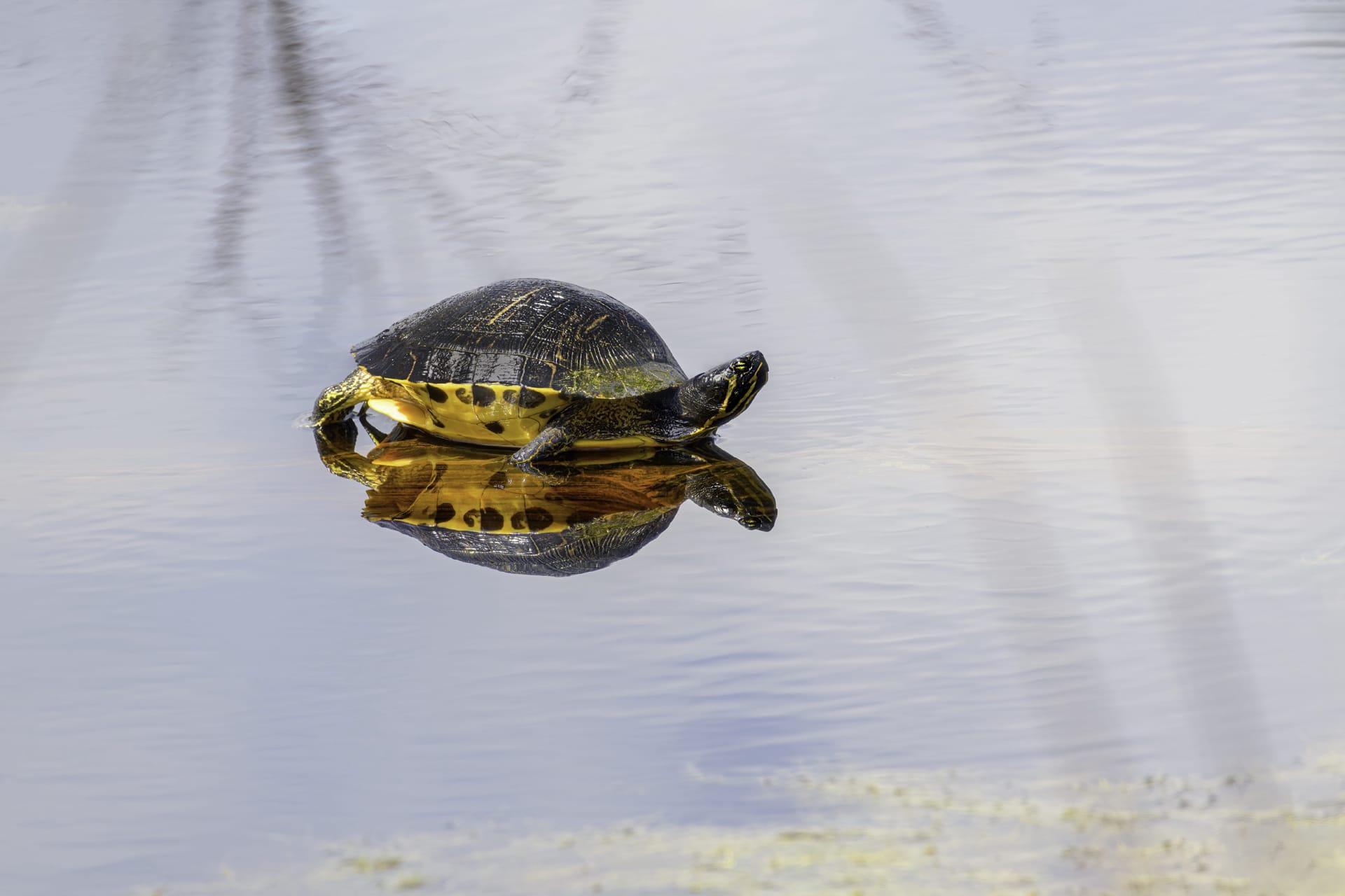 Yellow belly turtle pictures