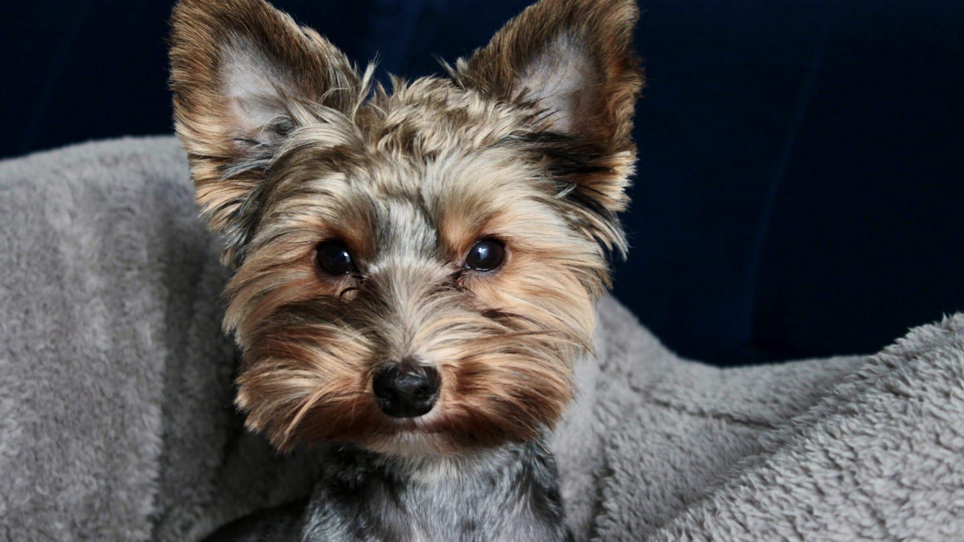 Yorkie terrier pictures