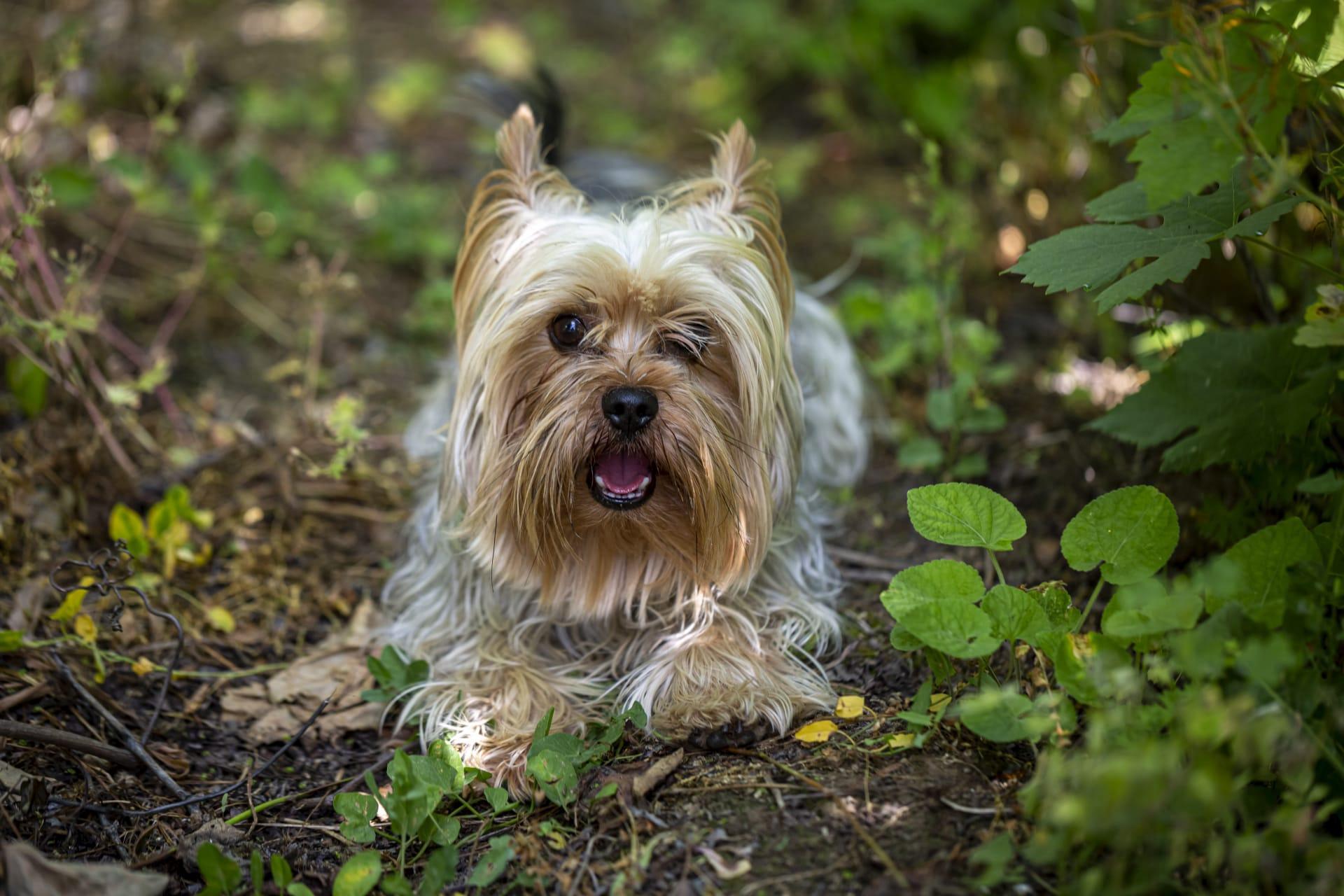 Yorkie terrier pictures