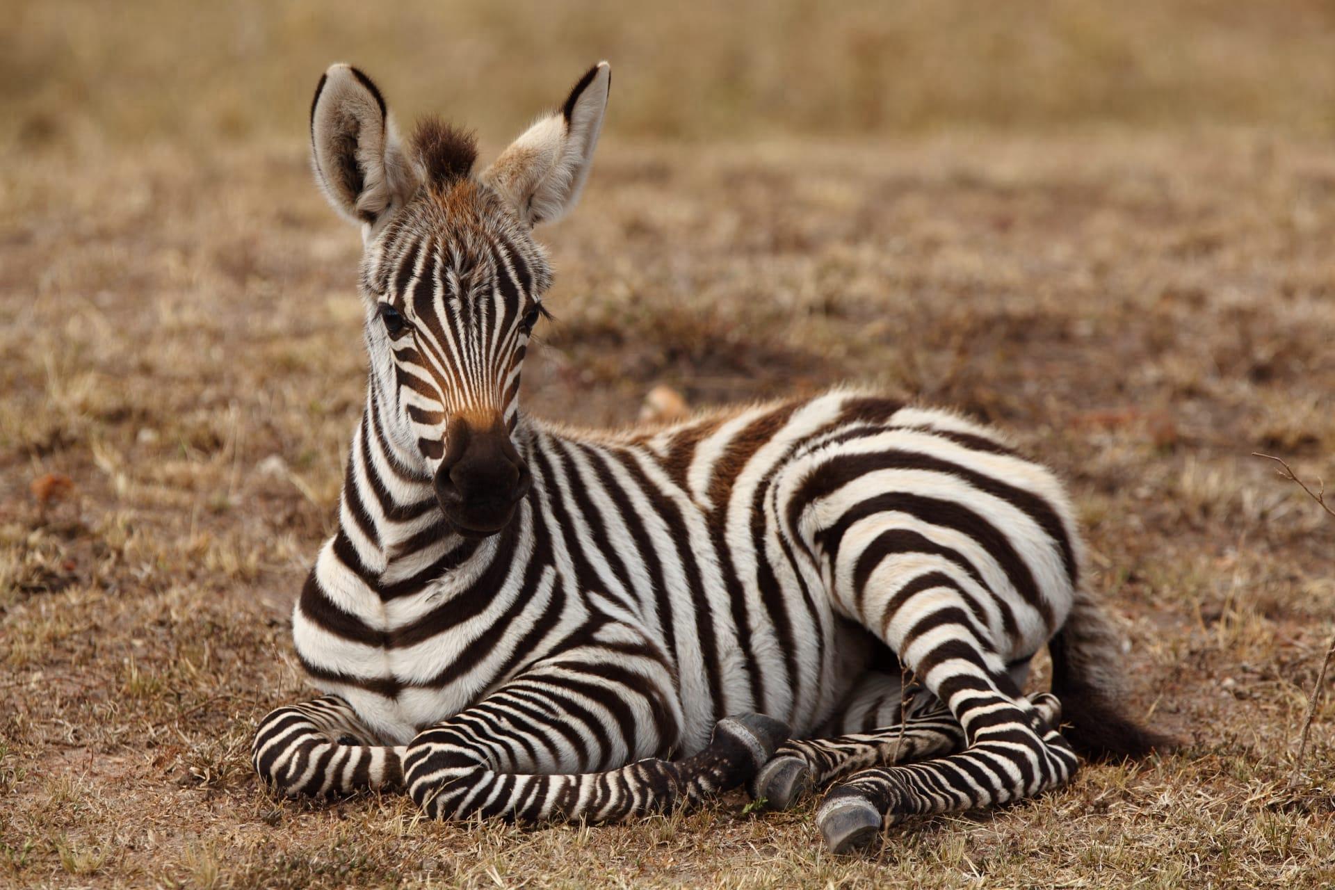 Zebra pictures