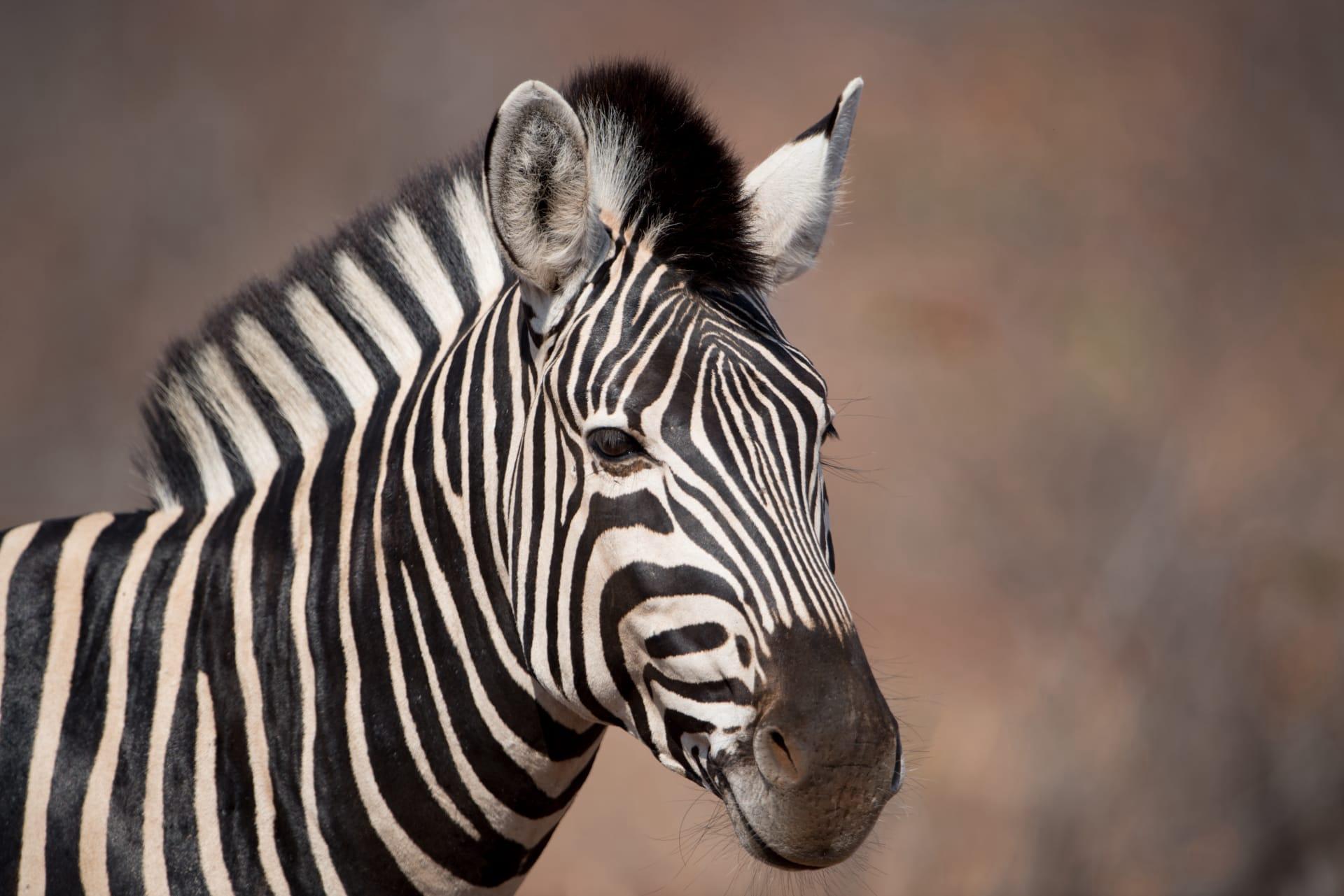 Zebra pictures