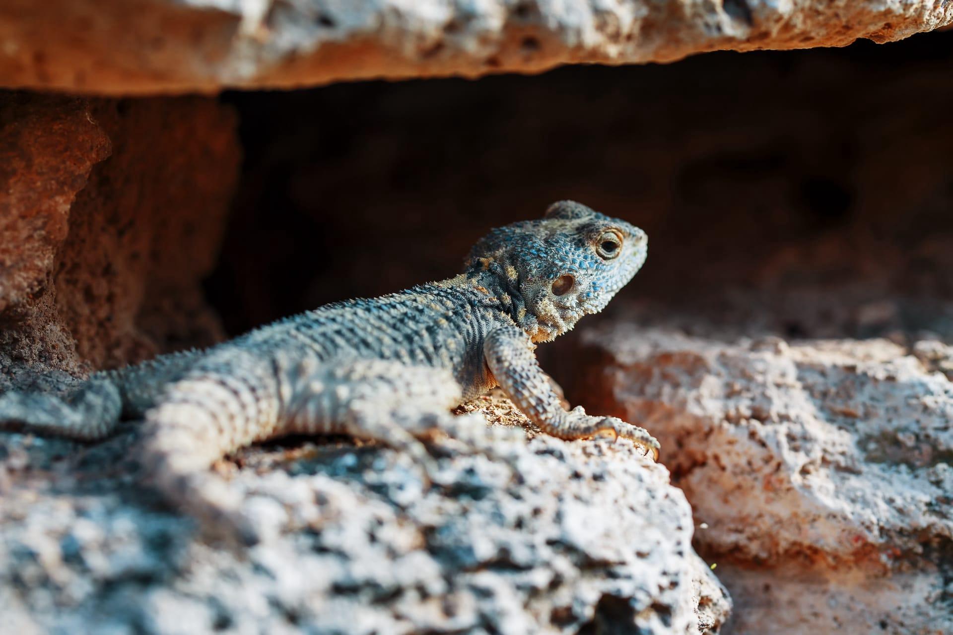 African spiny tailed lizard pictures