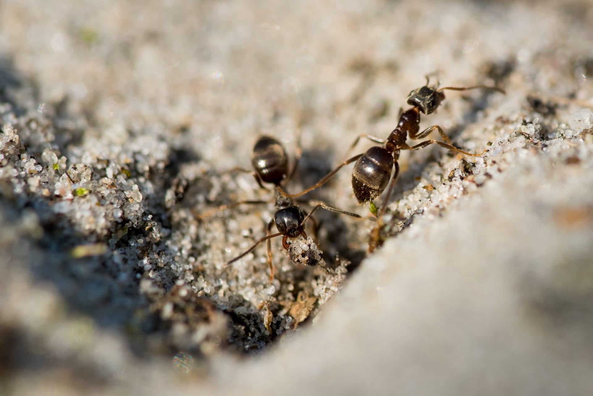Black ants pictures