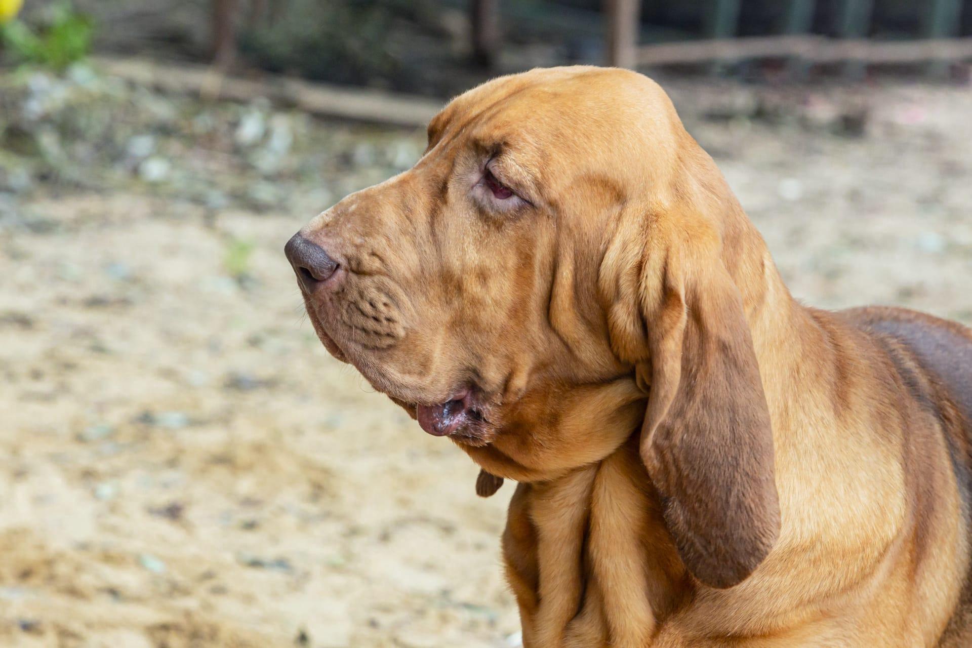 Bloodhound pictures