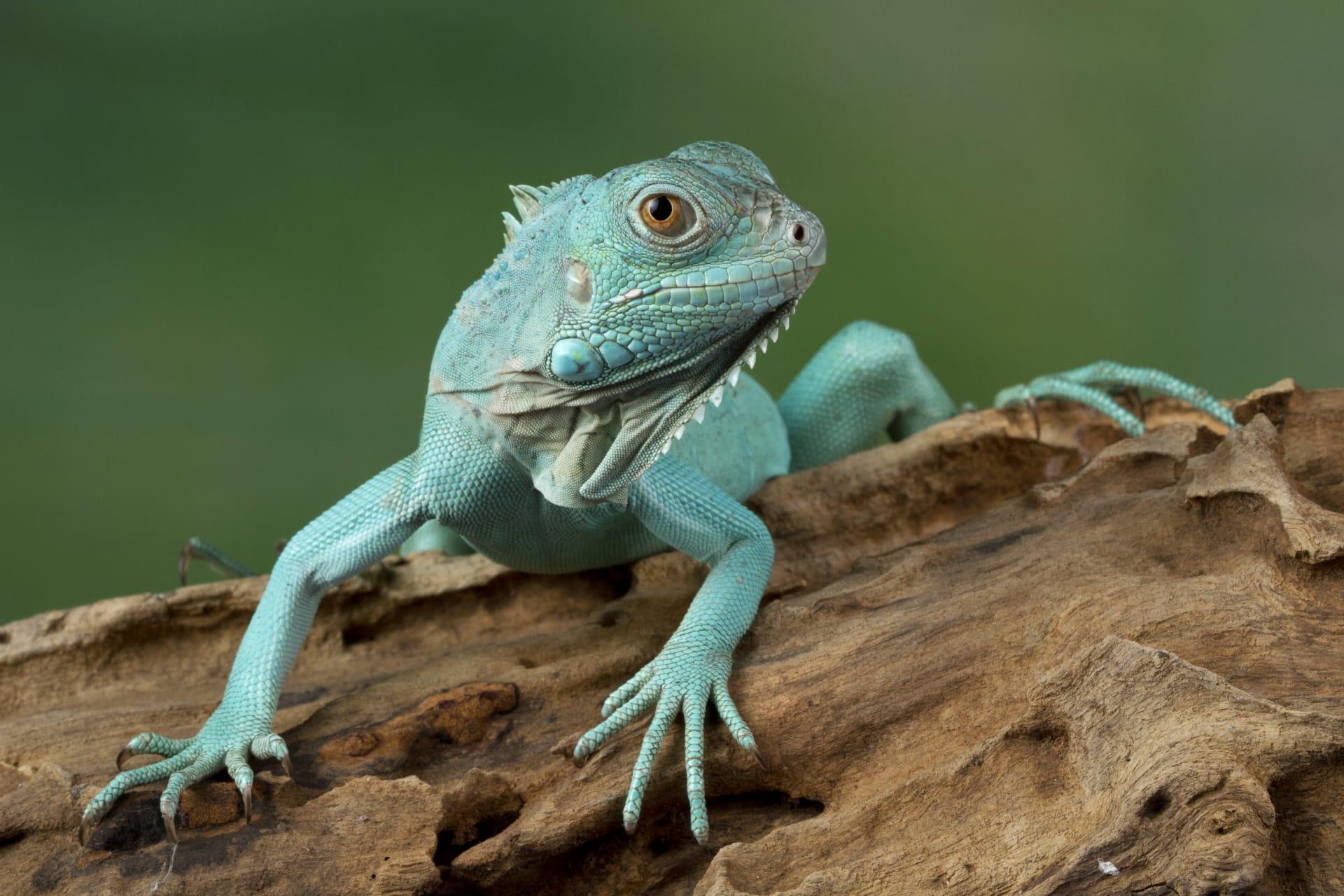 Blue iguana pictures