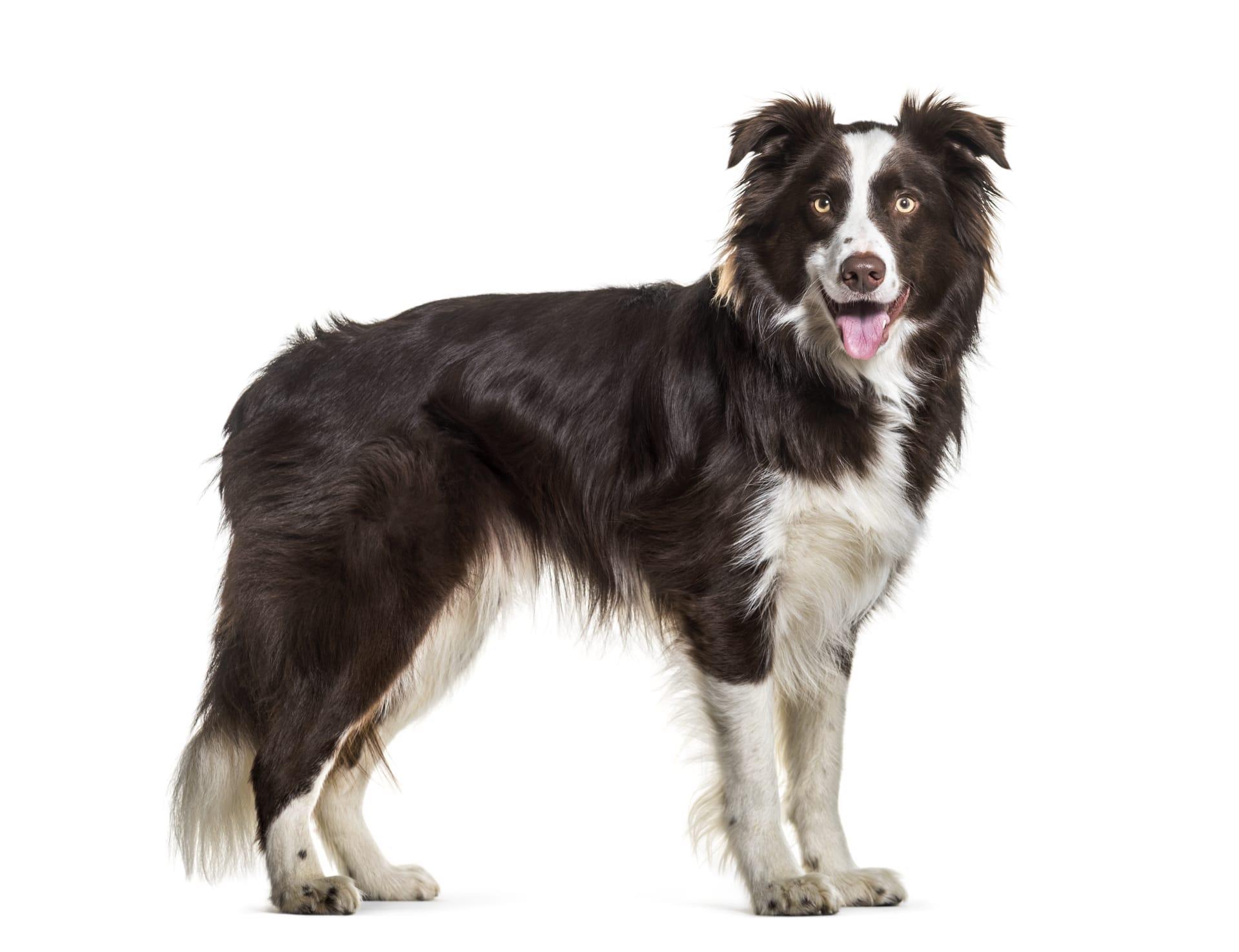 Border collie pictures