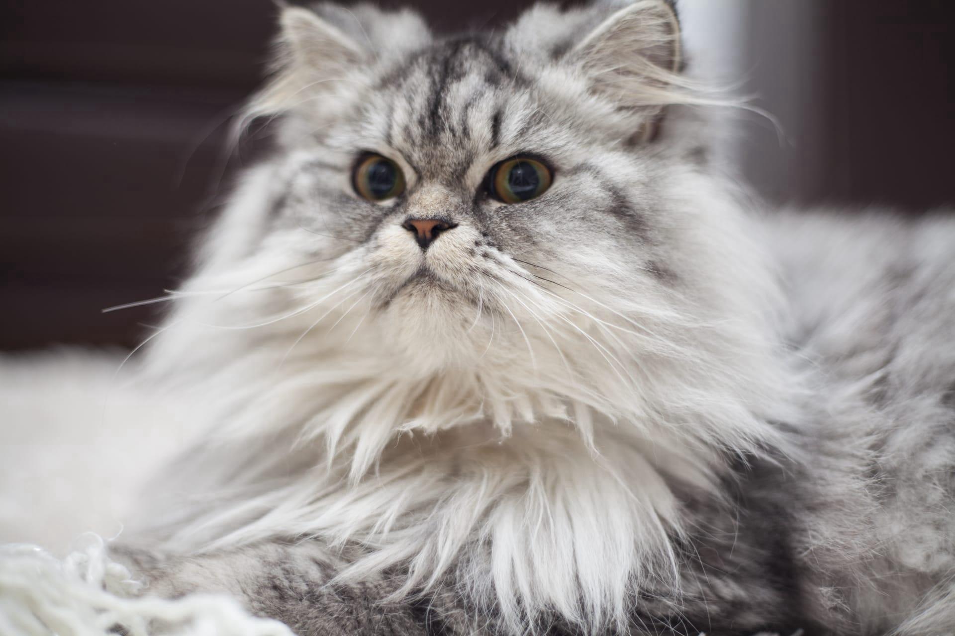 British longhair cat pictures