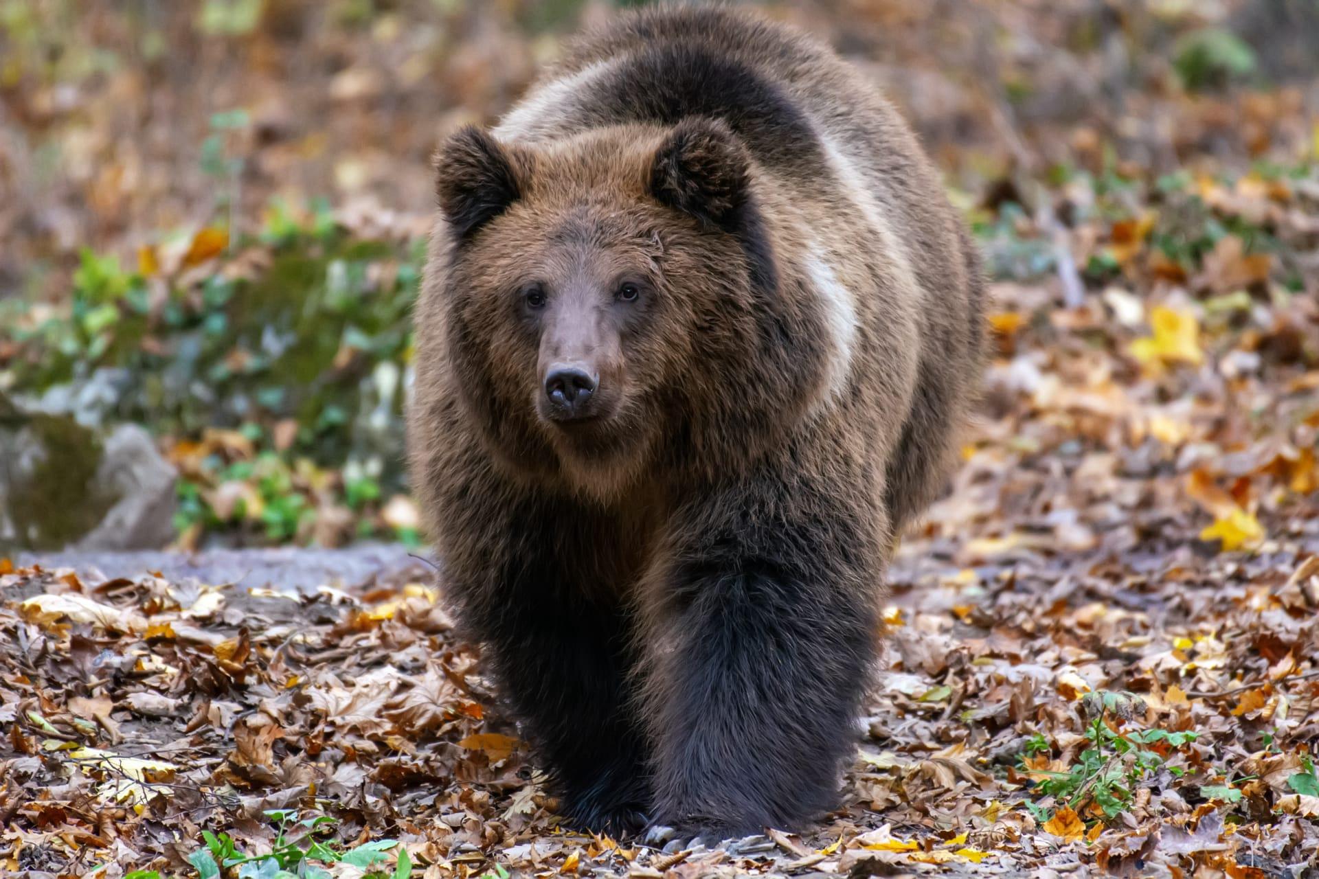 Brown bear pictures
