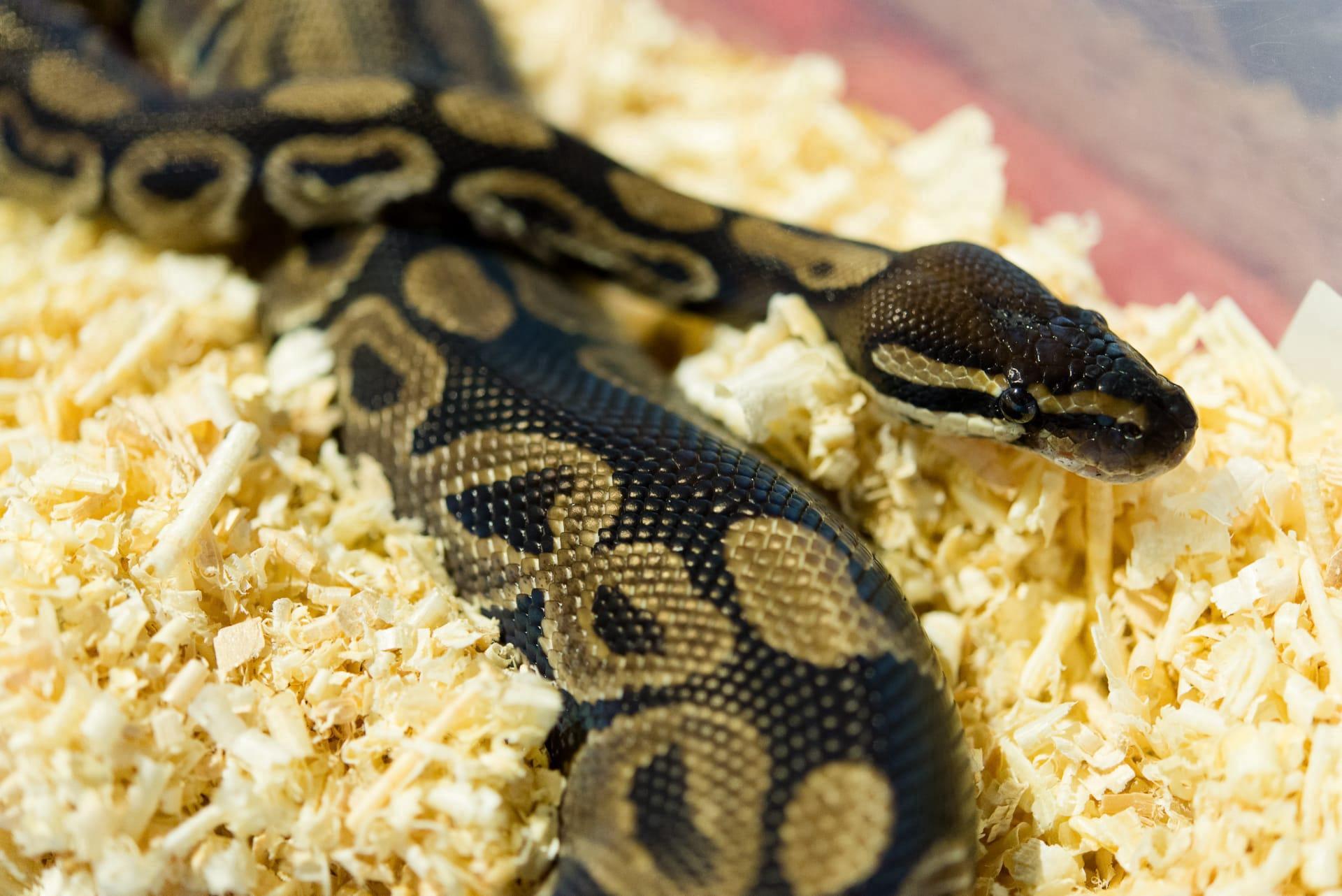 Burmese python pictures