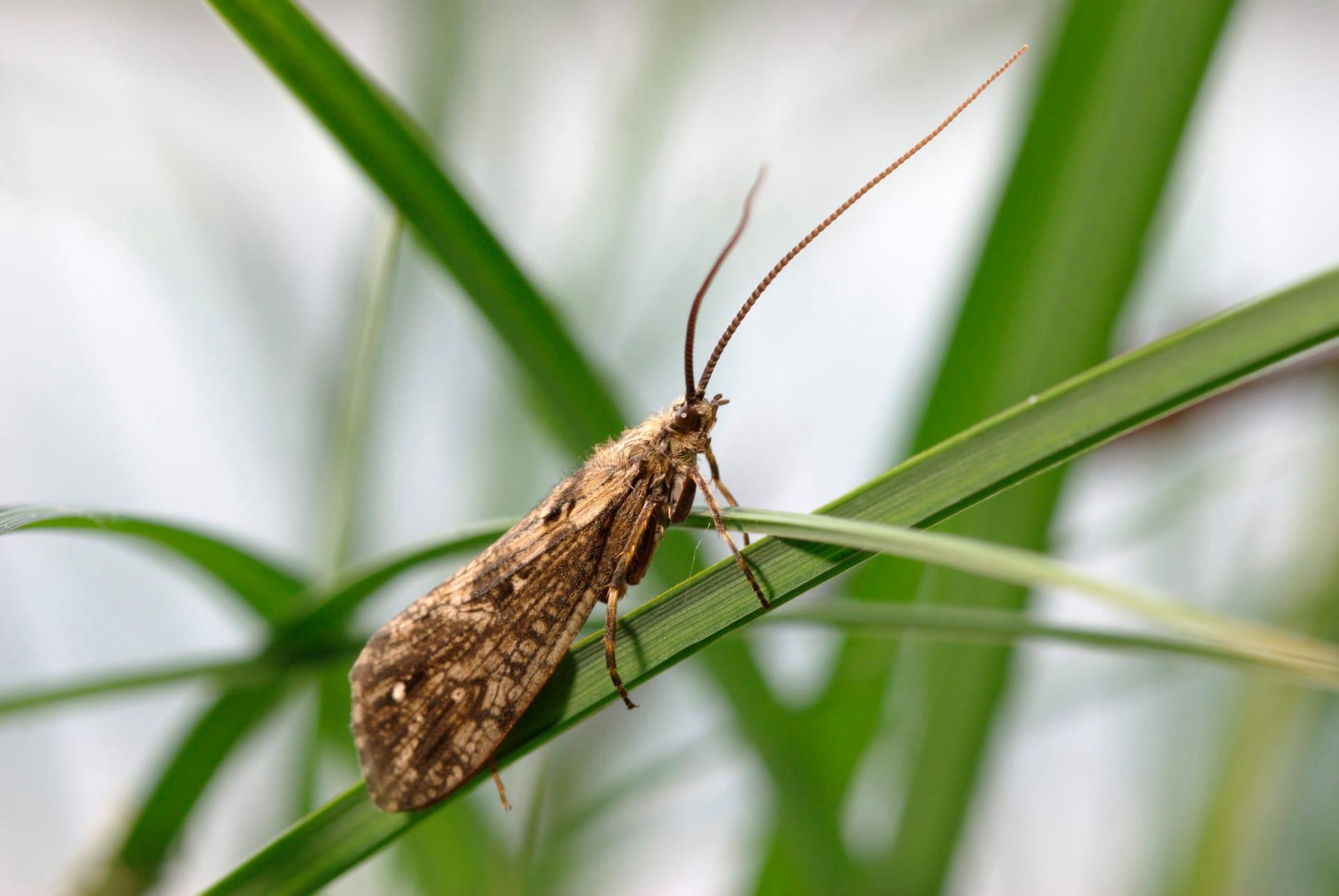 Caddisfly pictures