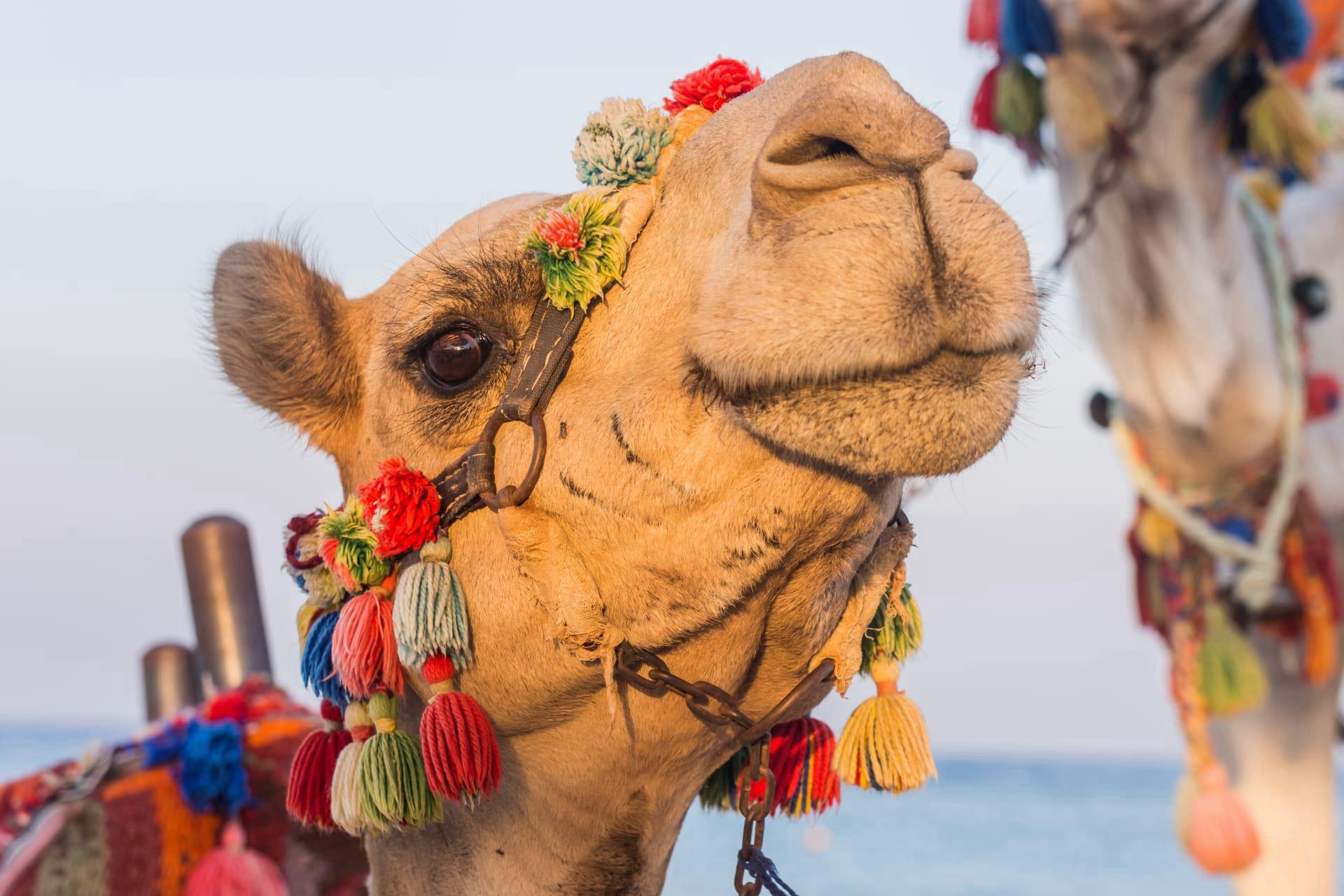 Camel pictures