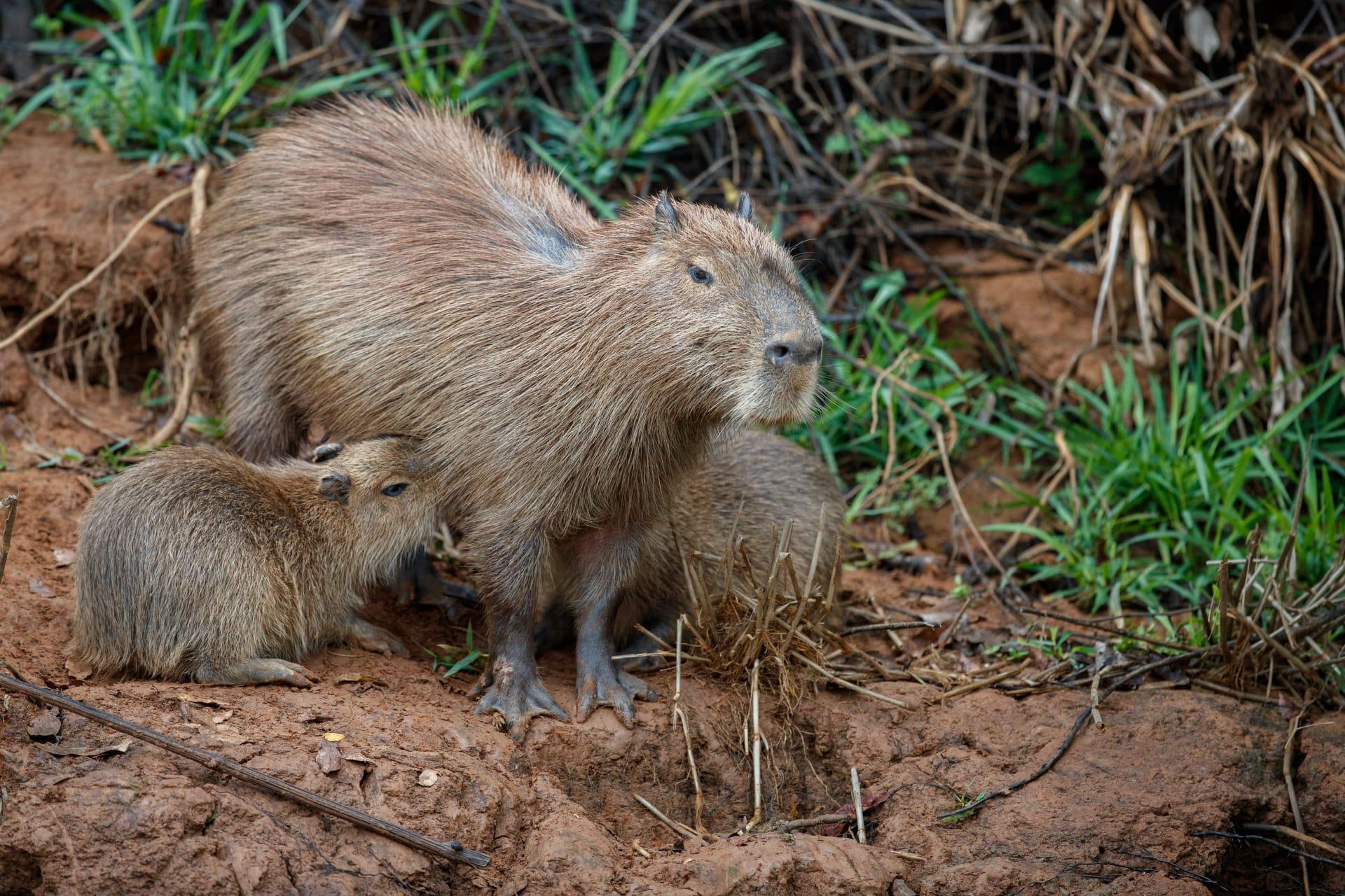 Capybara pictures
