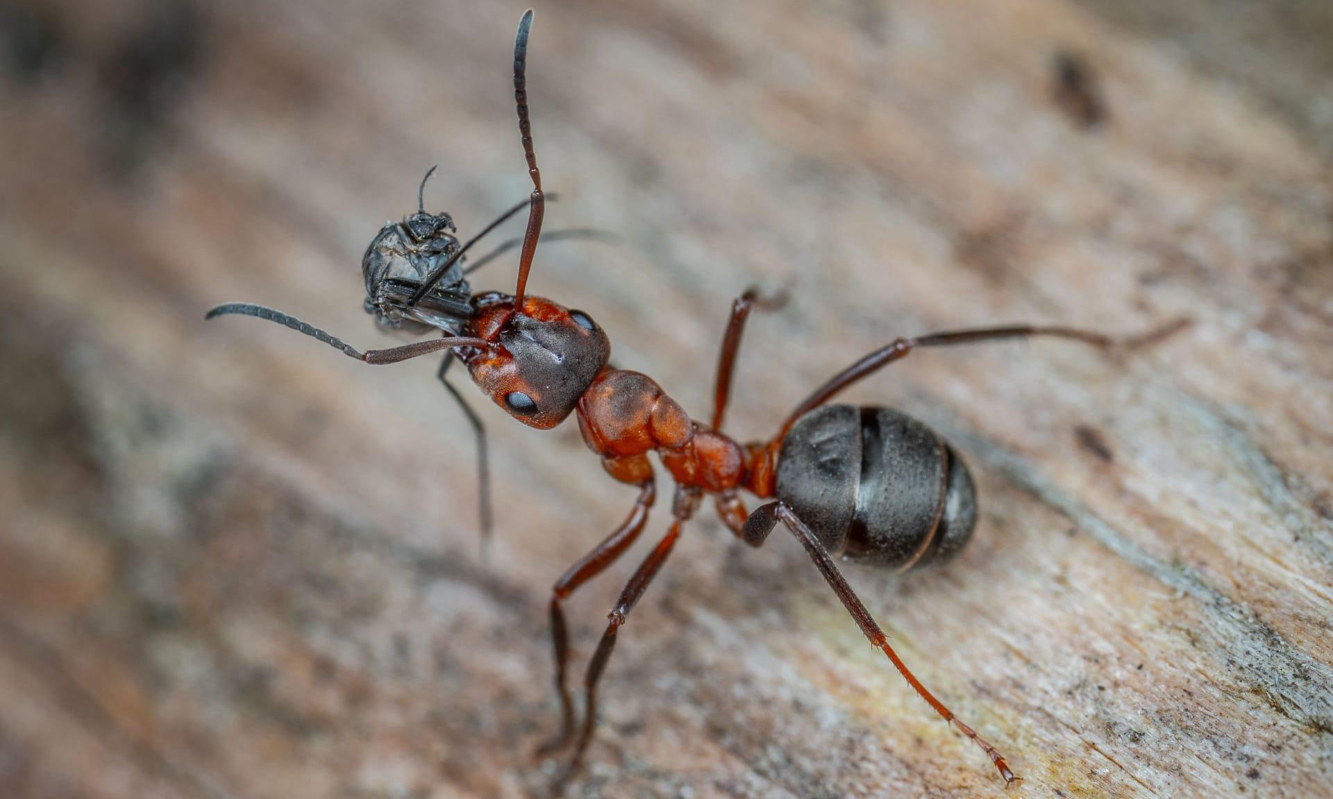 Carpenter ants pictures