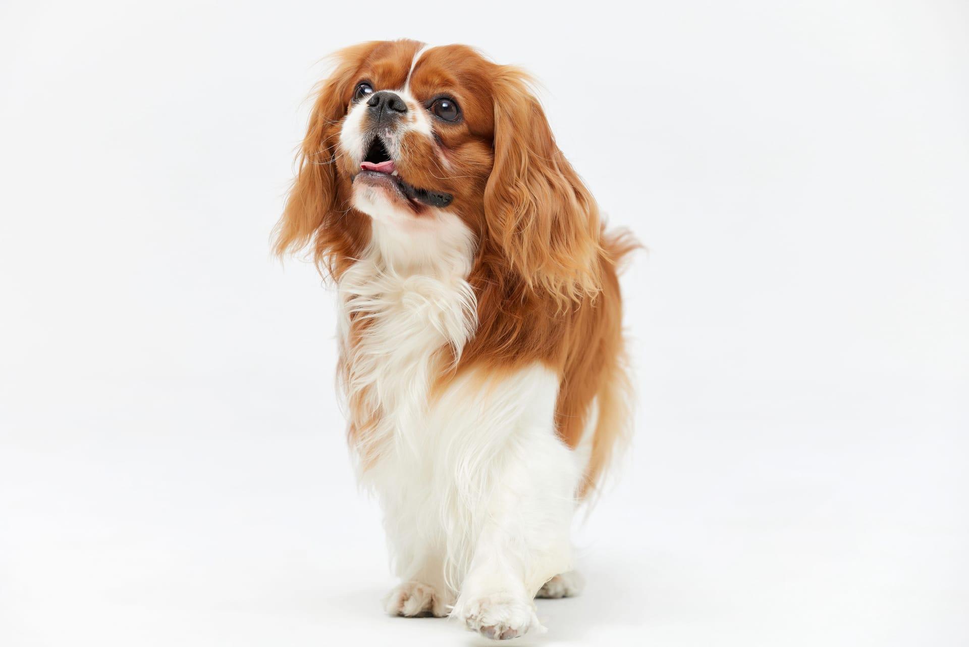 Cavalier king charles spaniel pictures