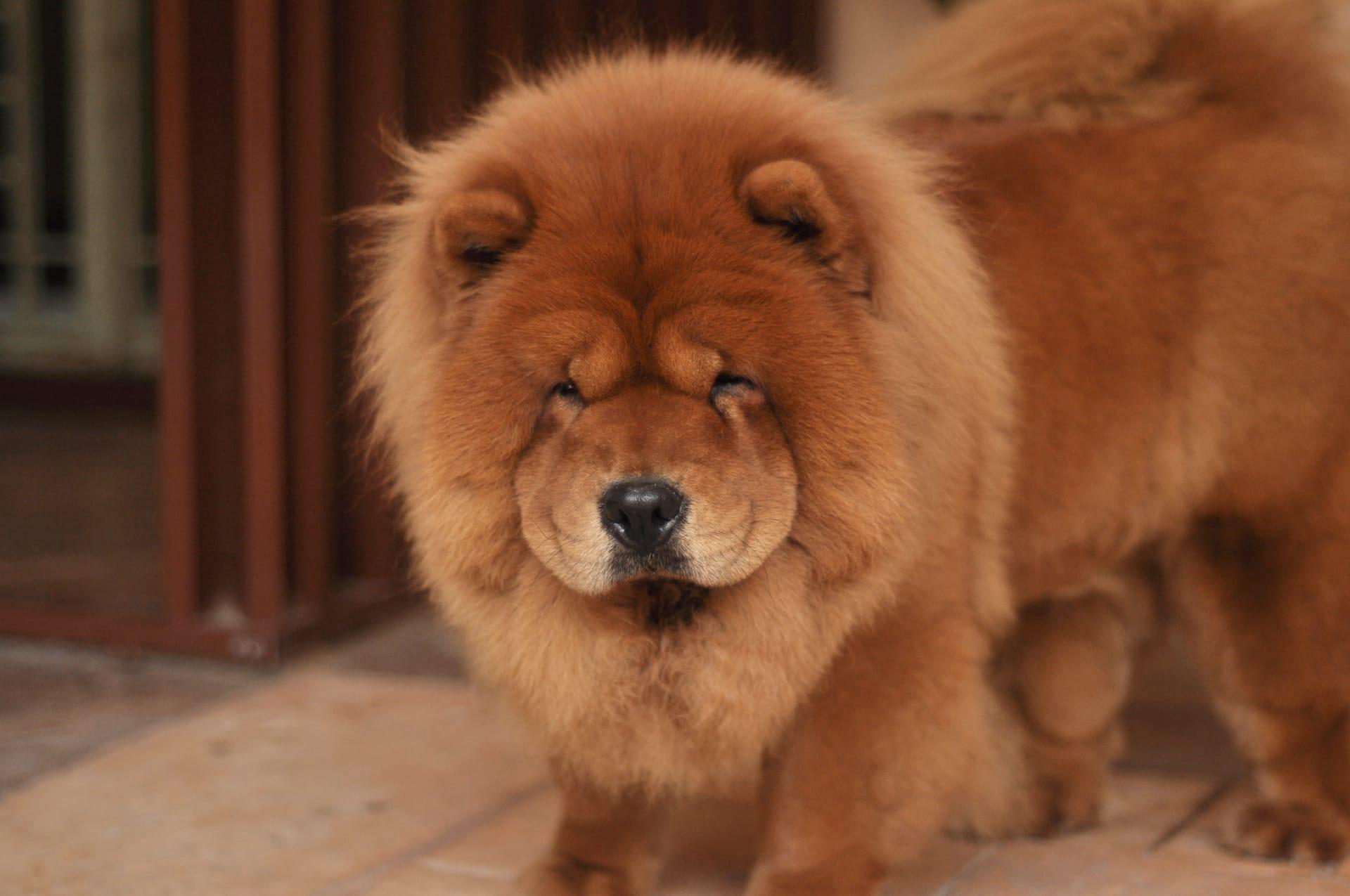 Chow chow pictures