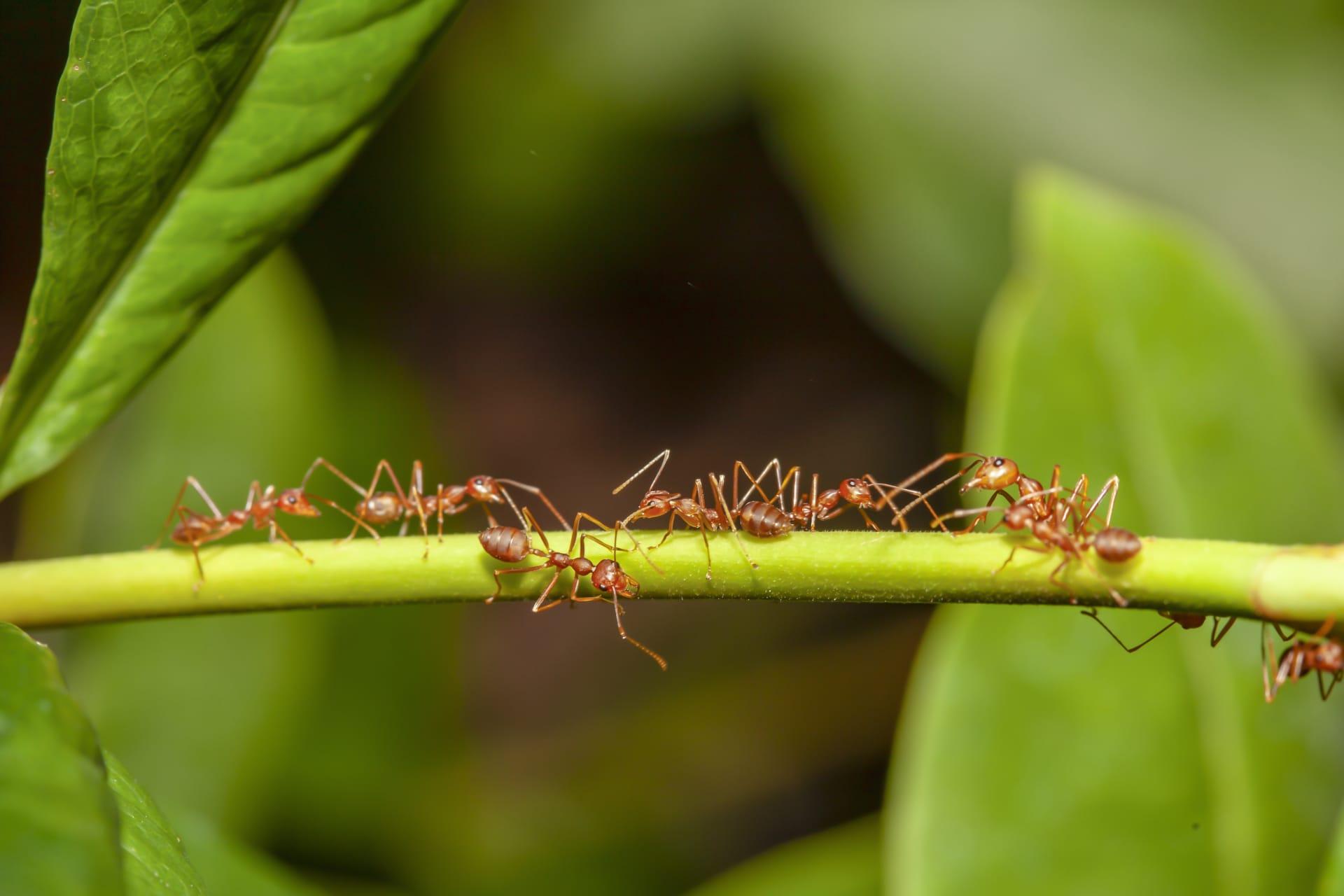 Citronella ants pictures