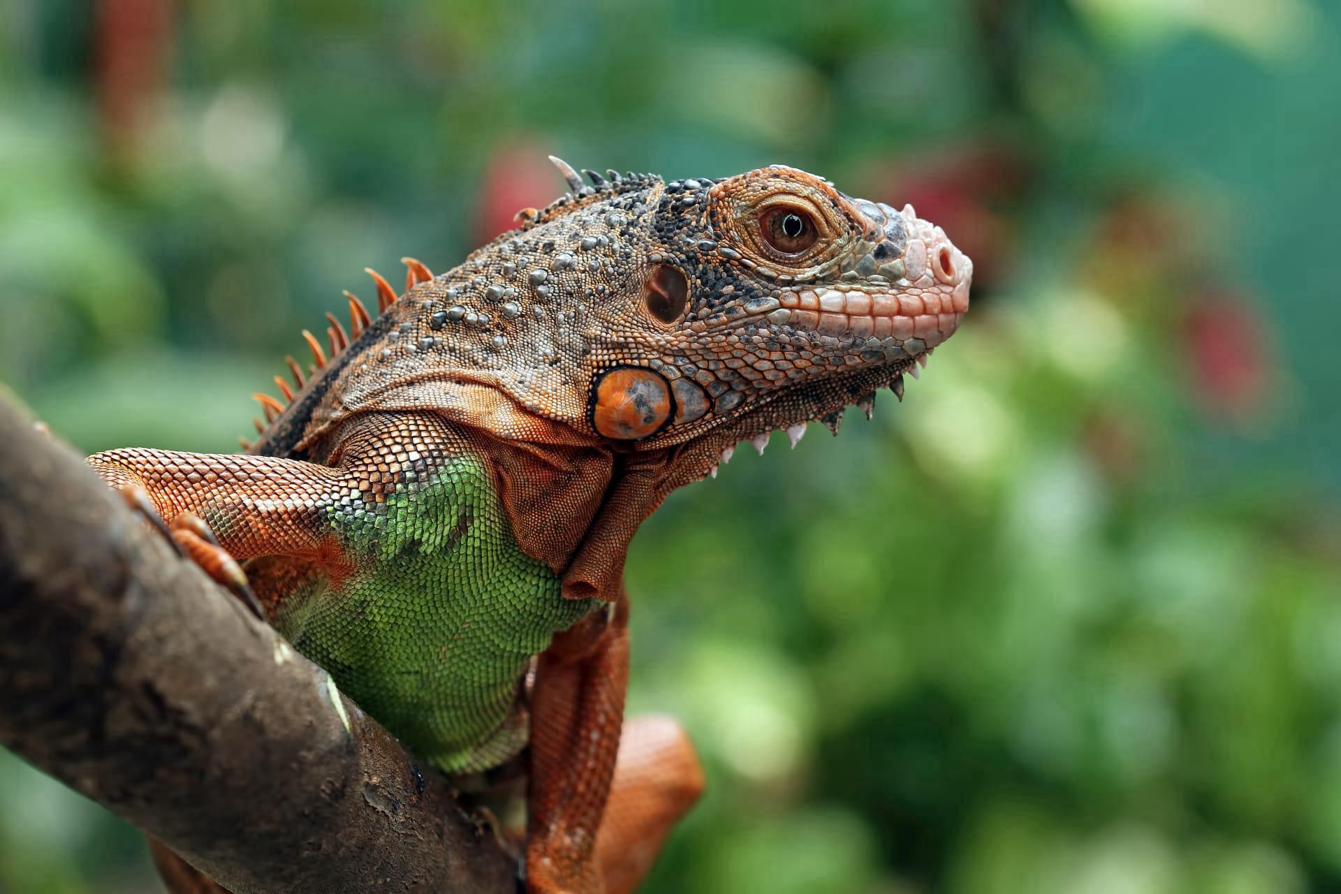 Common iguana pictures