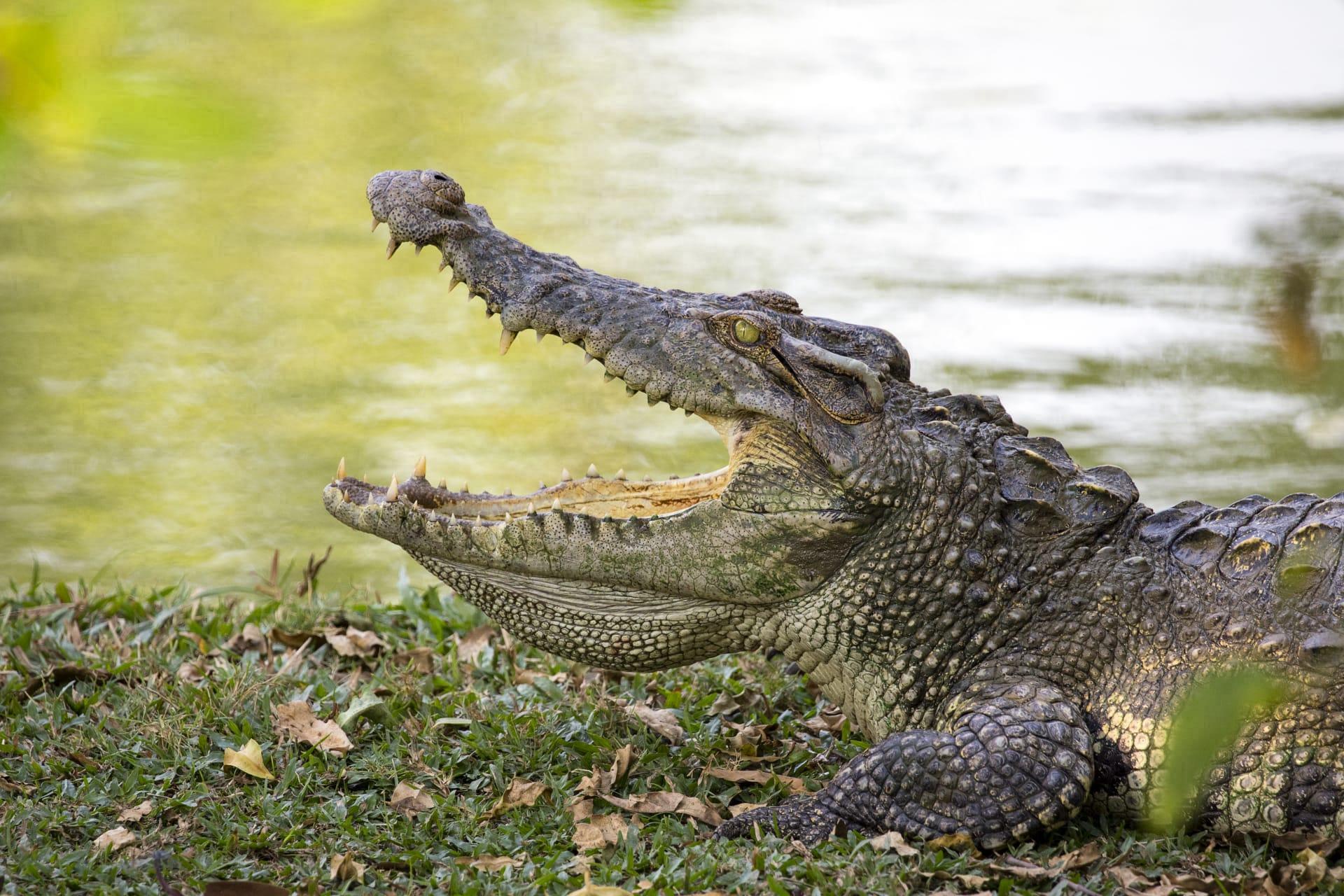 Crocodile pictures