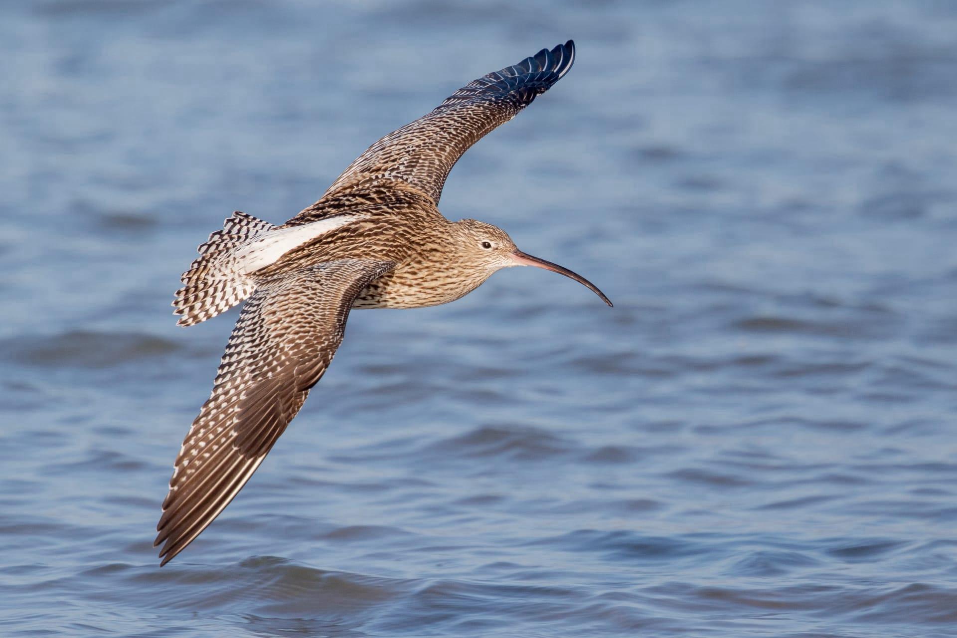 Curlew pictures