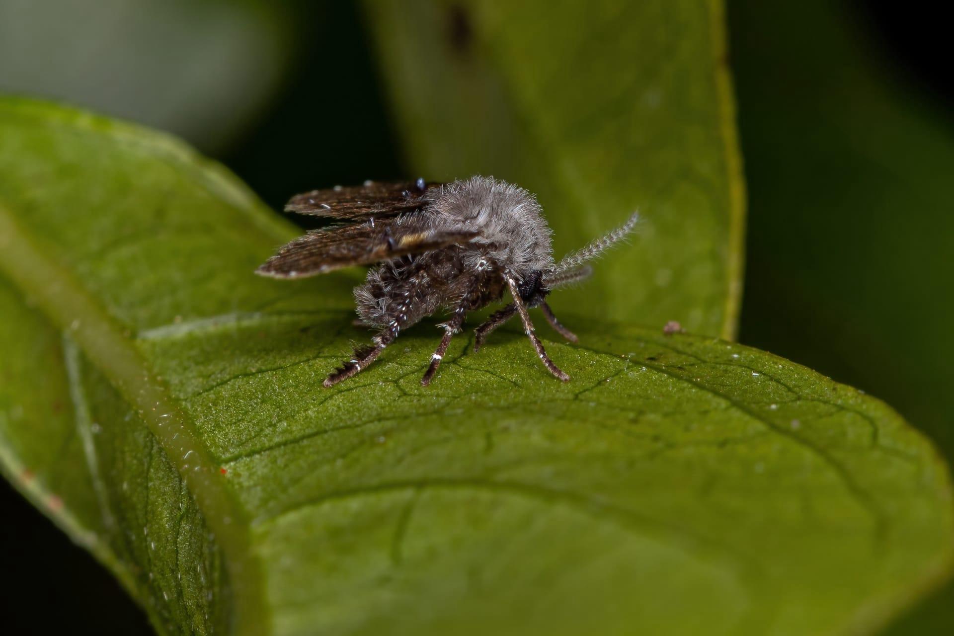 Drain fly pictures