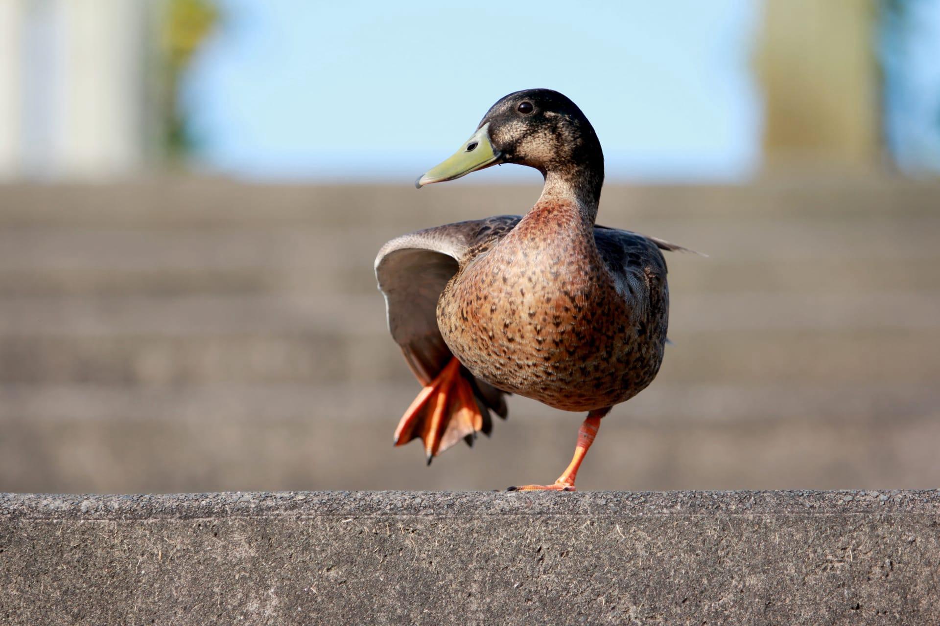 Duck pictures