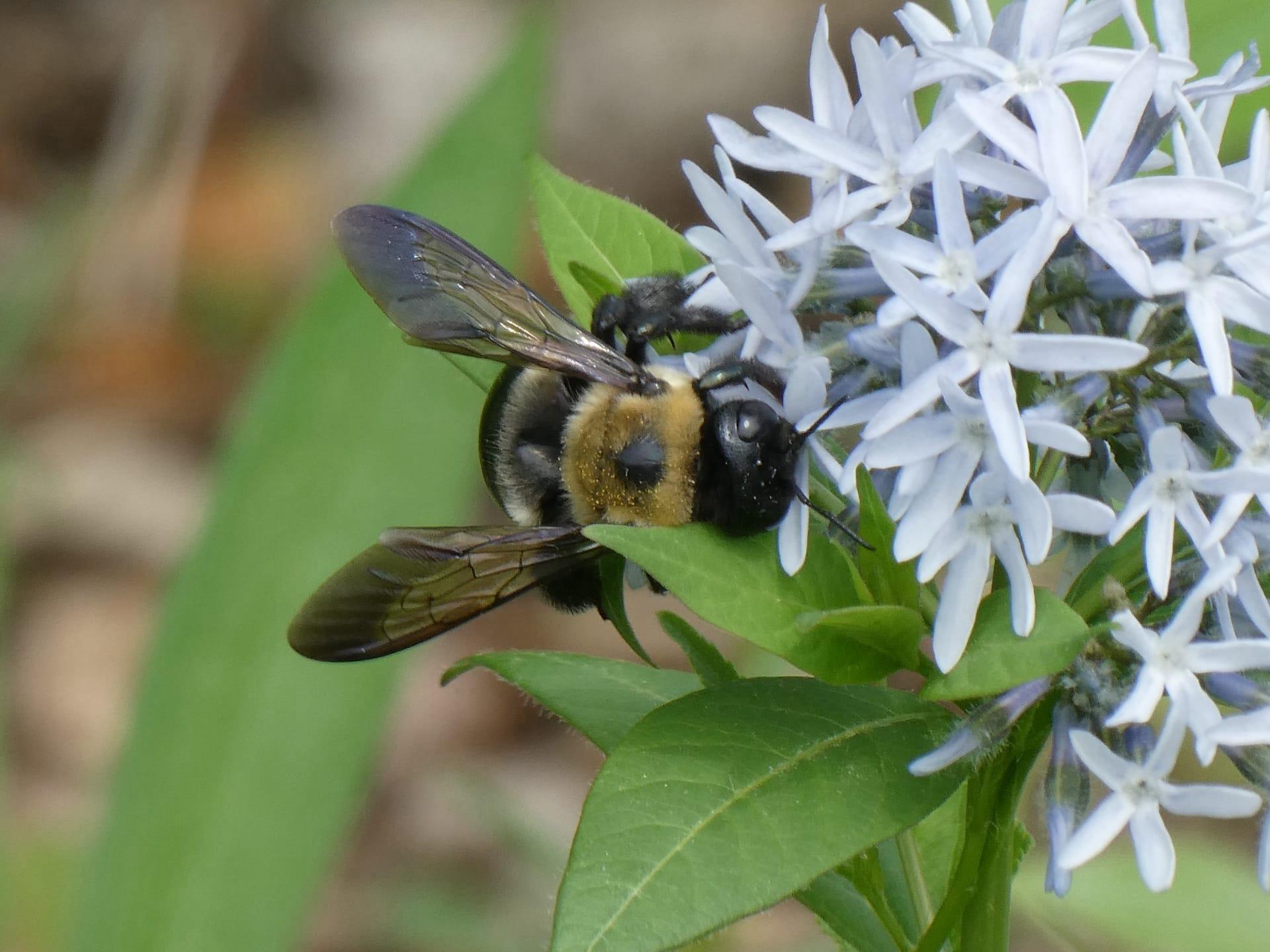 Eastern carpenter bee pictures