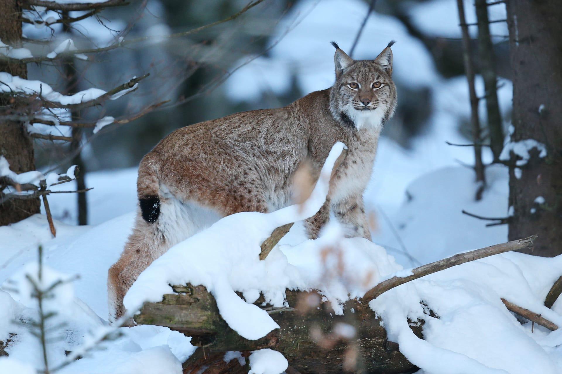 European lynx pictures