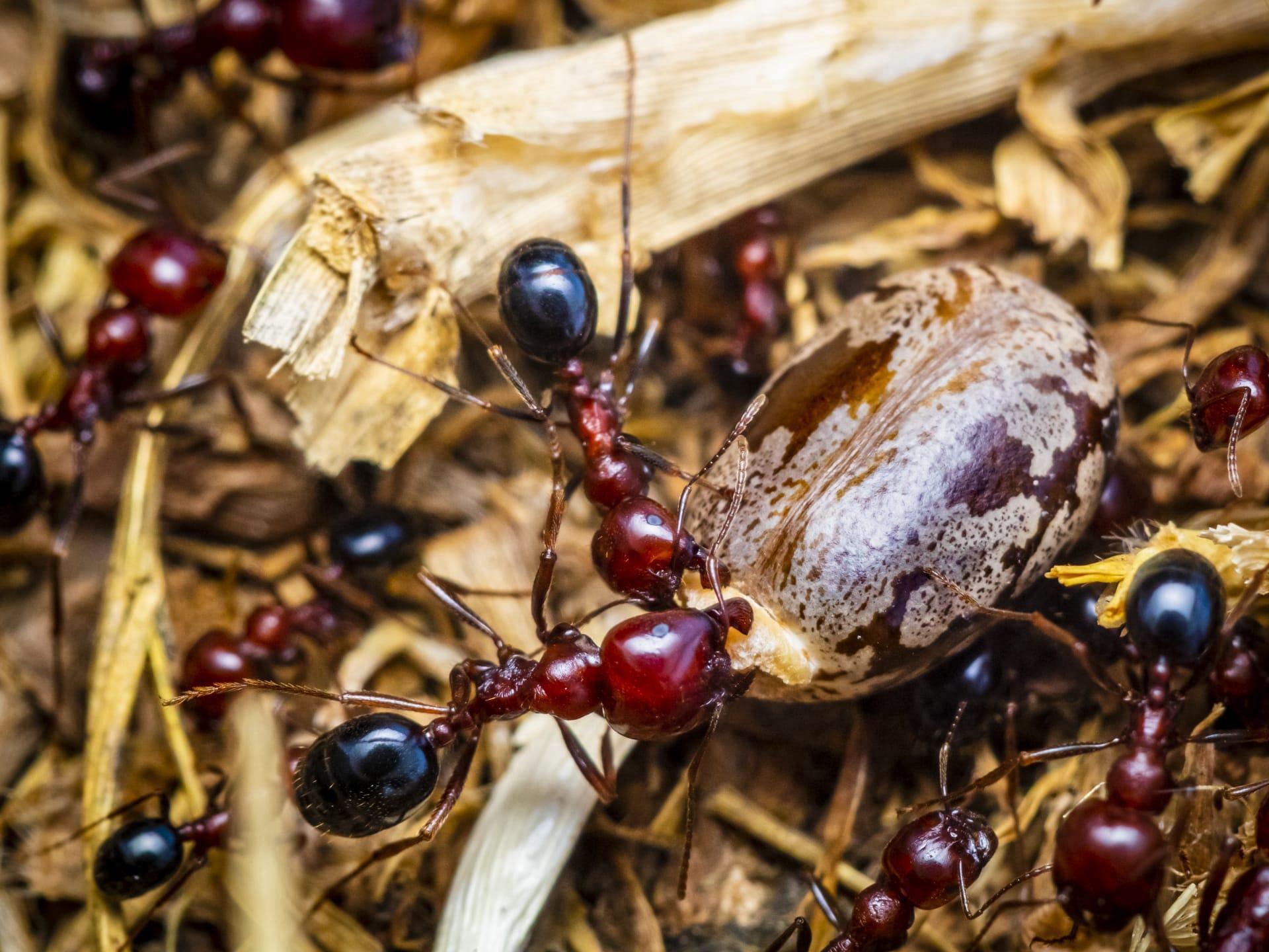 Fire ants pictures