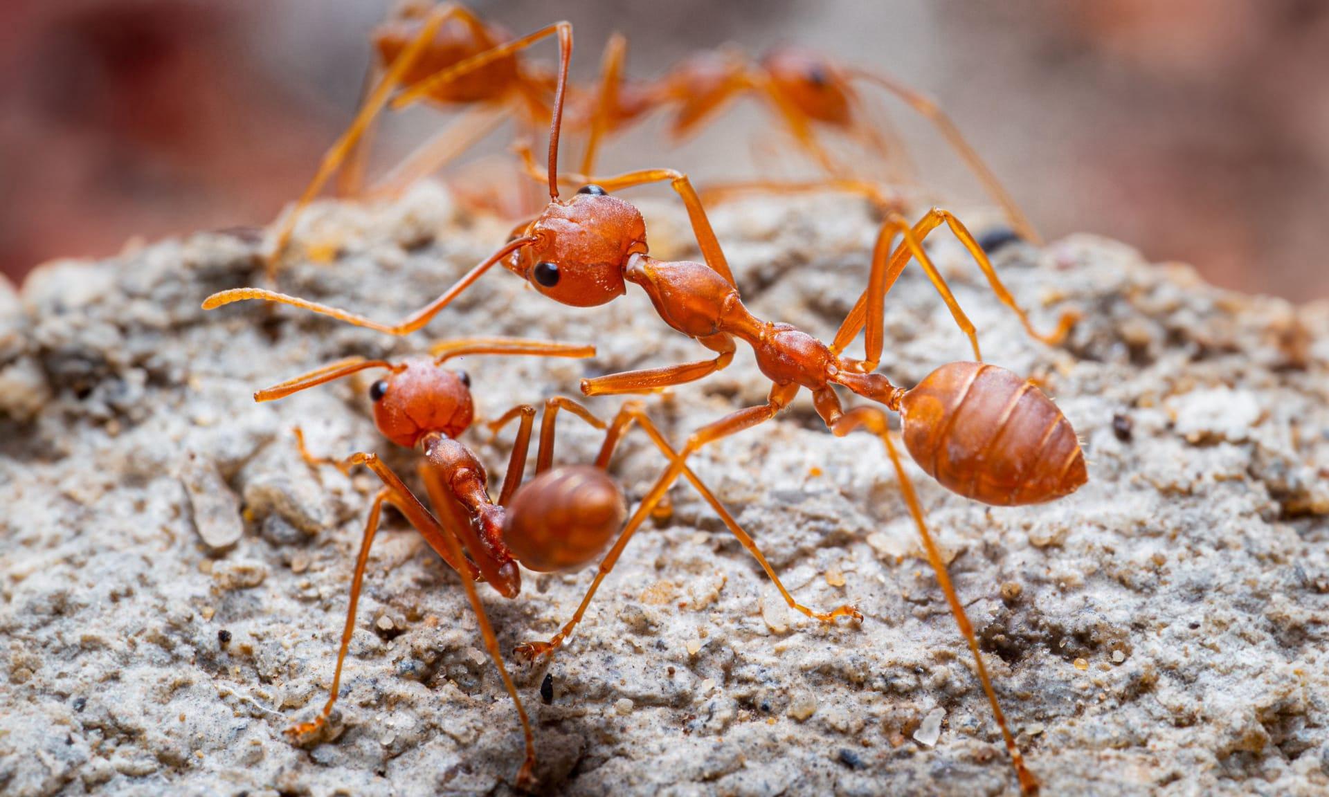 Fire ants pictures