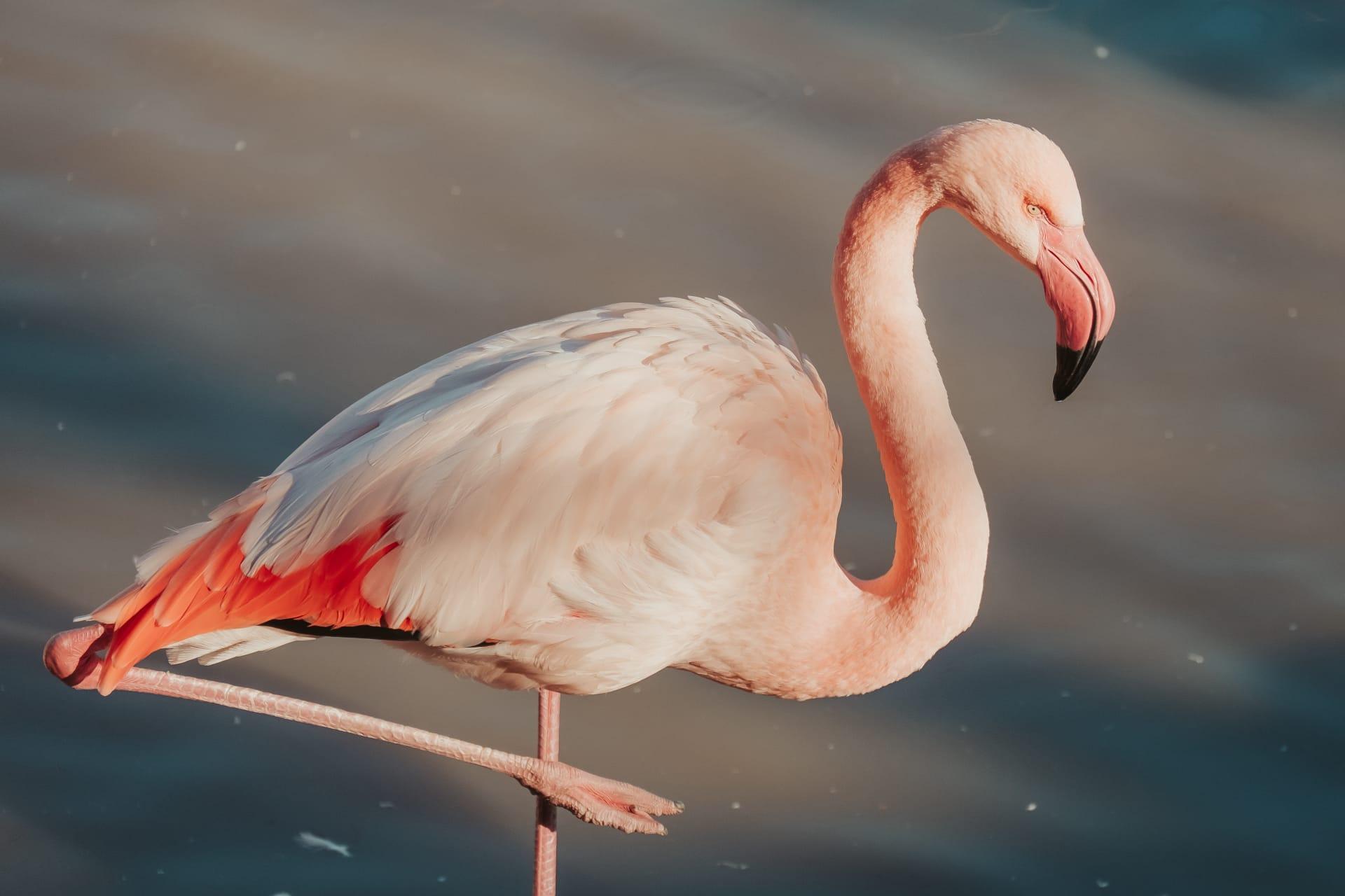 Flamingo pictures