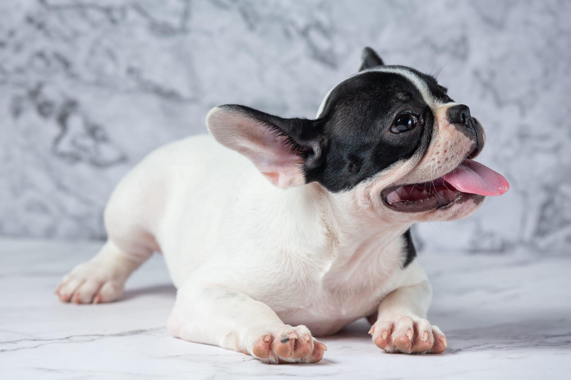 French bulldogs pictures
