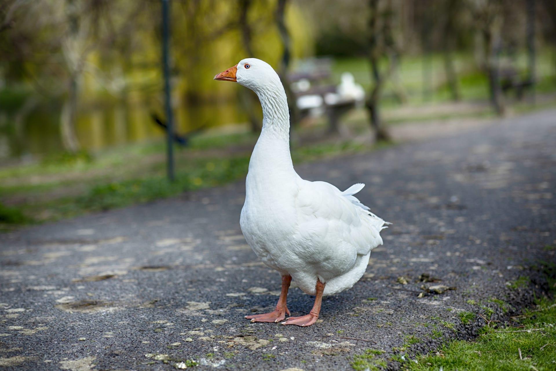 Goose pictures