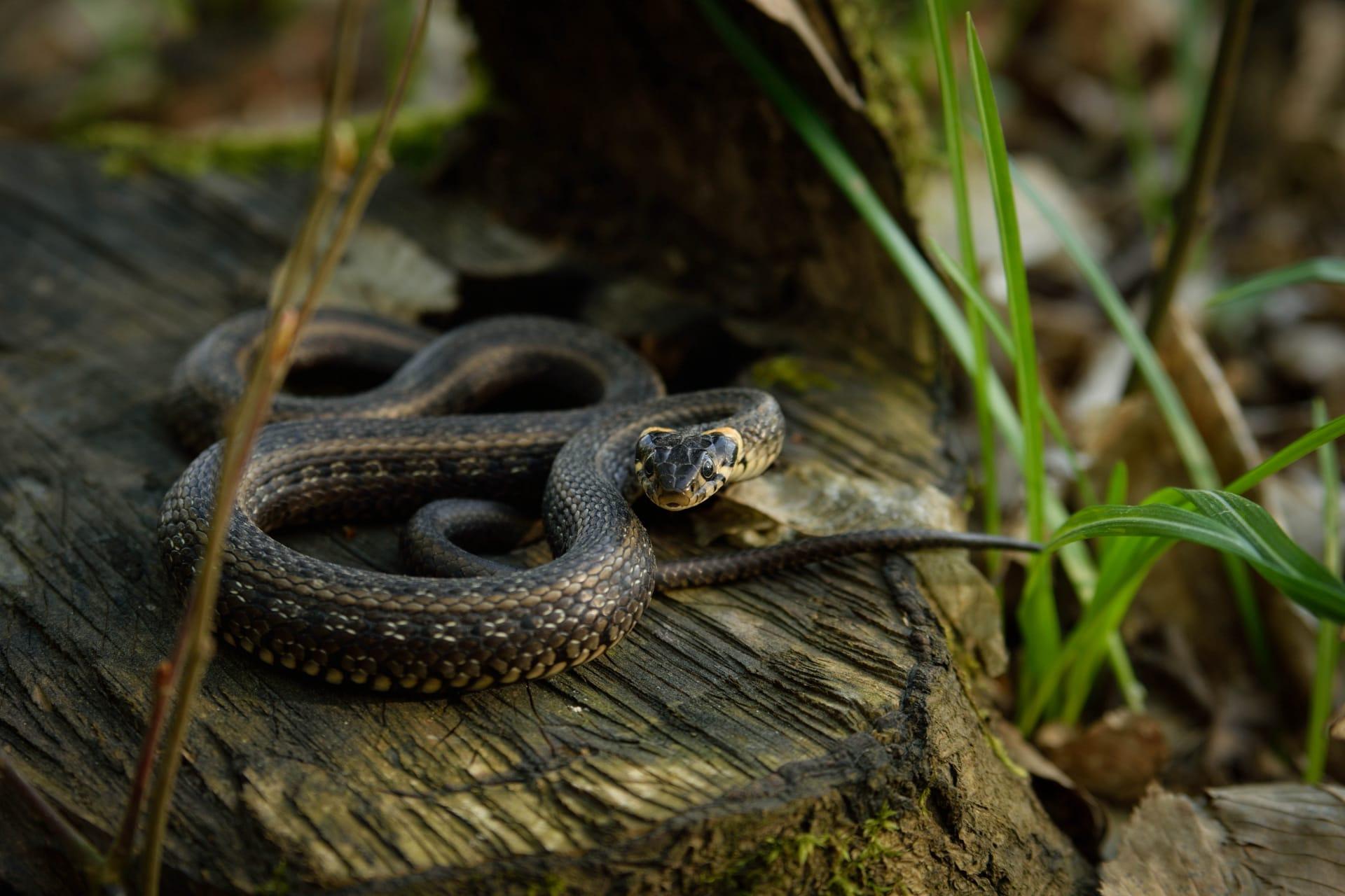 Grass snake pictures