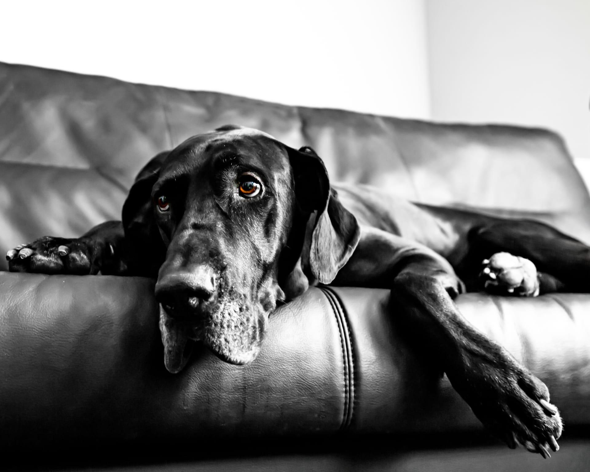 Great dane pictures