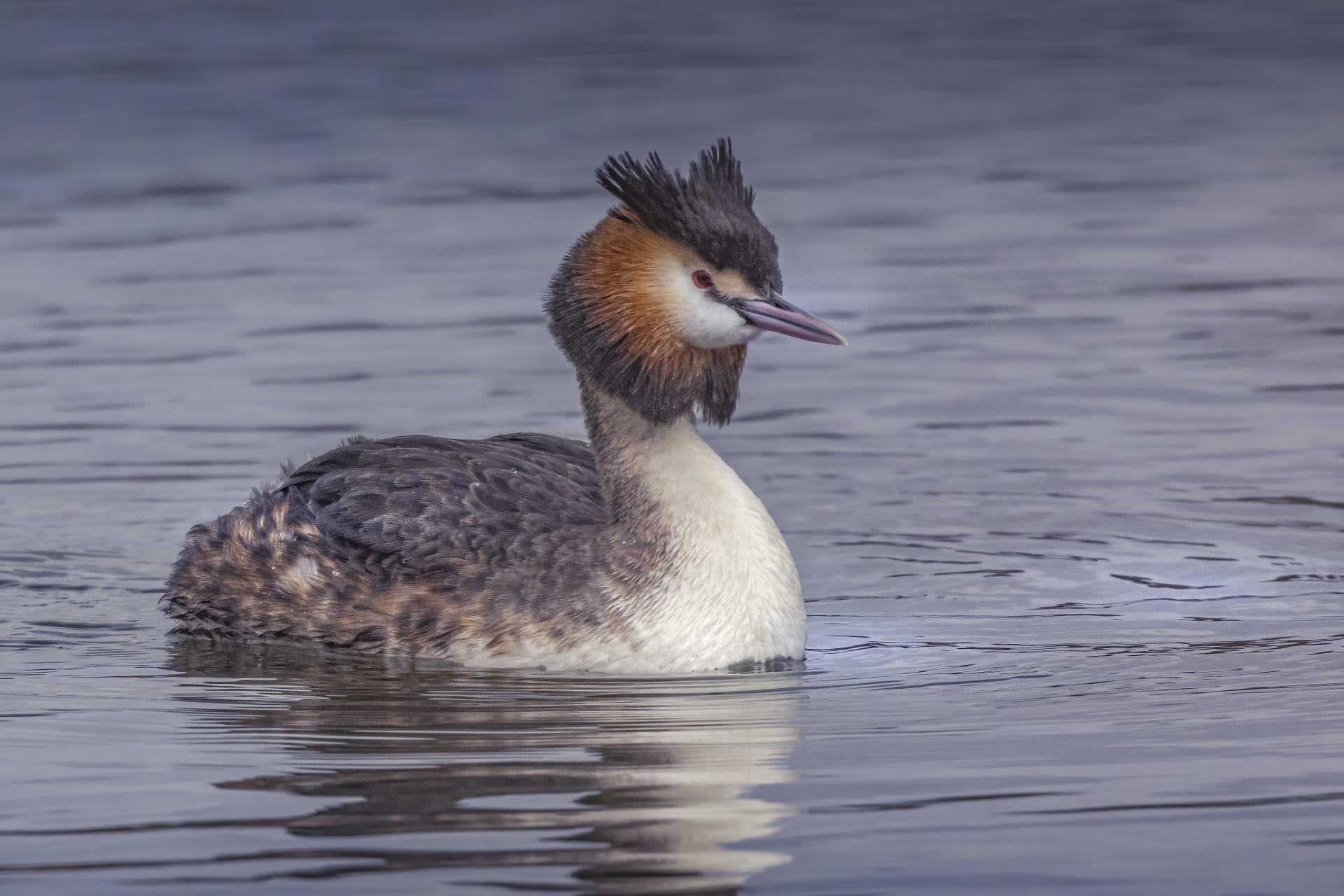 Grebe pictures
